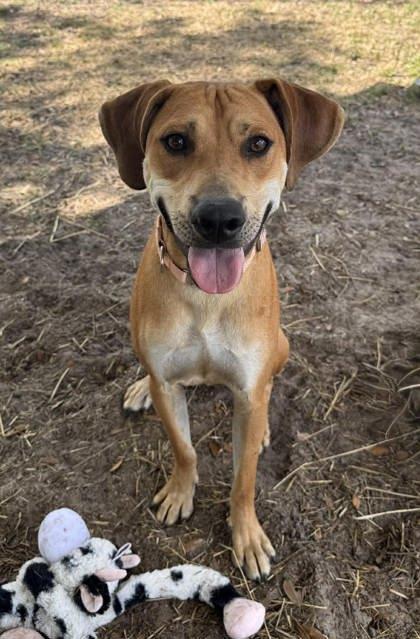 Rusty, a ADOPTABLE mixed breed in Inverness, FL image 1/2