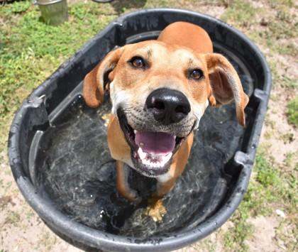Rusty, a ADOPTABLE mixed breed in Inverness, FL image 2/2