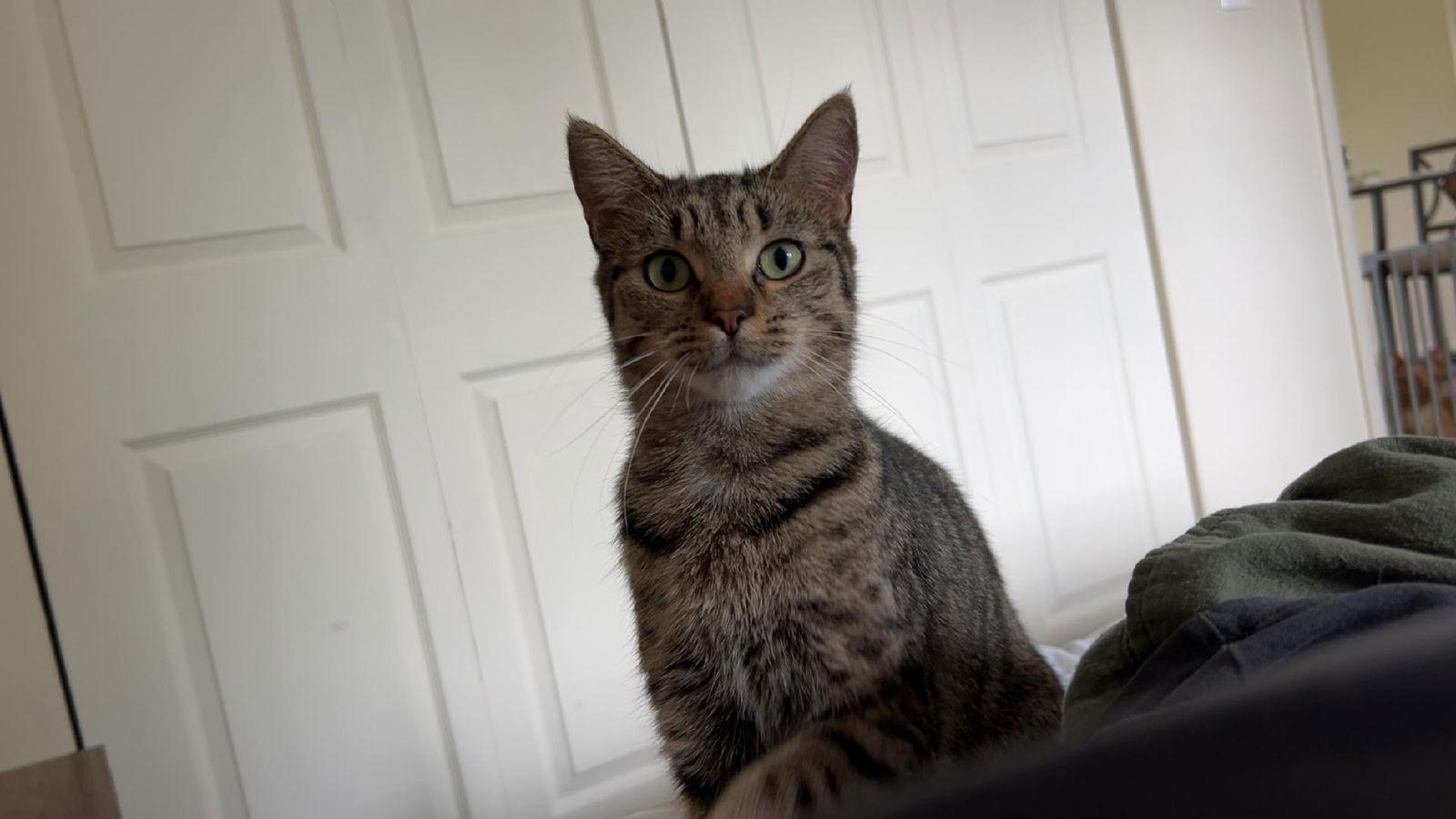 SABRINA, Adoptable, Young Female Tabby & Domestic Short Hair.