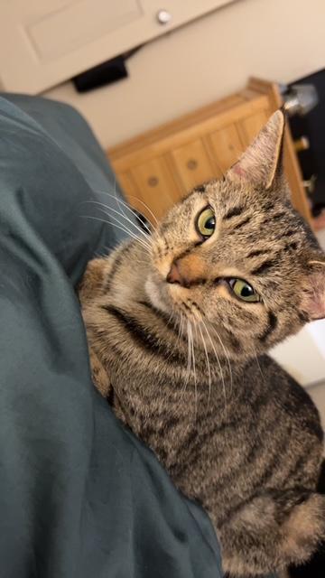 Enlarge SABRINA, a Adoptable mixed breed in Northfield, OH image 2/3