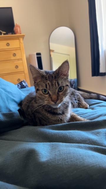 Enlarge SABRINA, a Adoptable mixed breed in Northfield, OH image 3/3