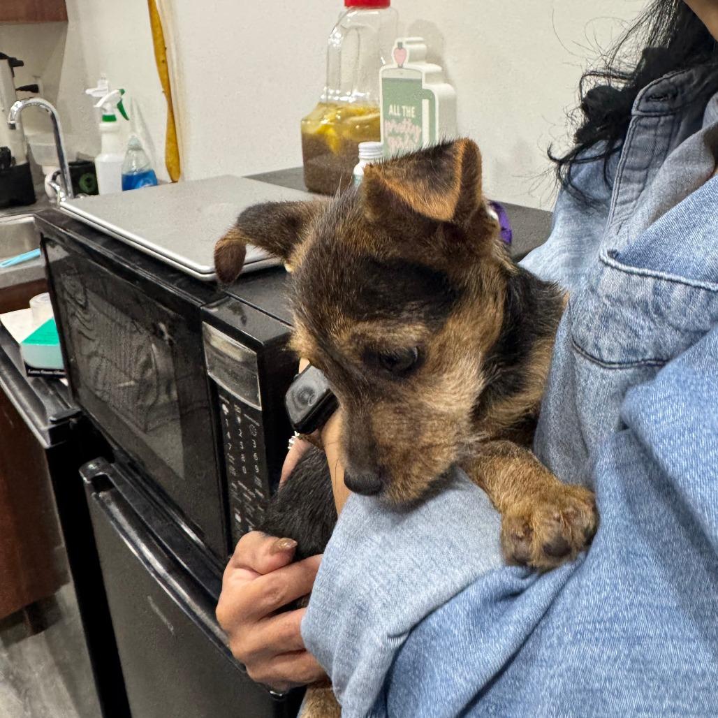 Enlarge Pixie, a Adoptable mixed breed in Albany, NY image 3/3