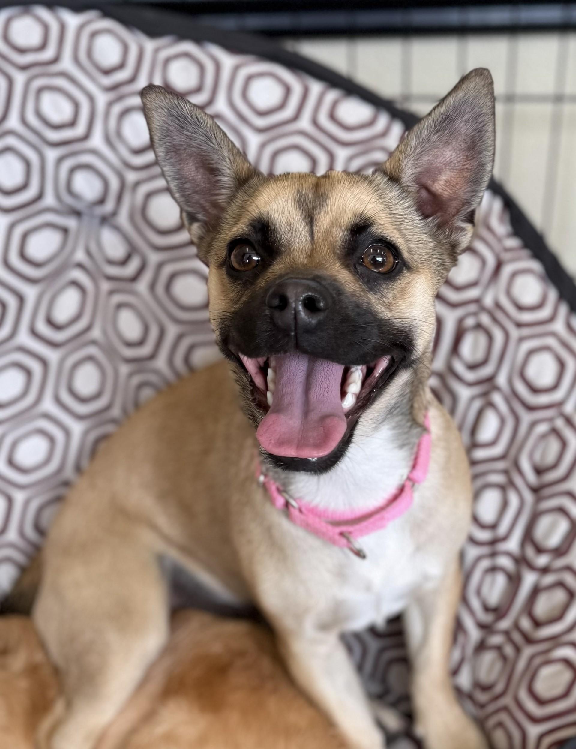 Coco Mocha 6