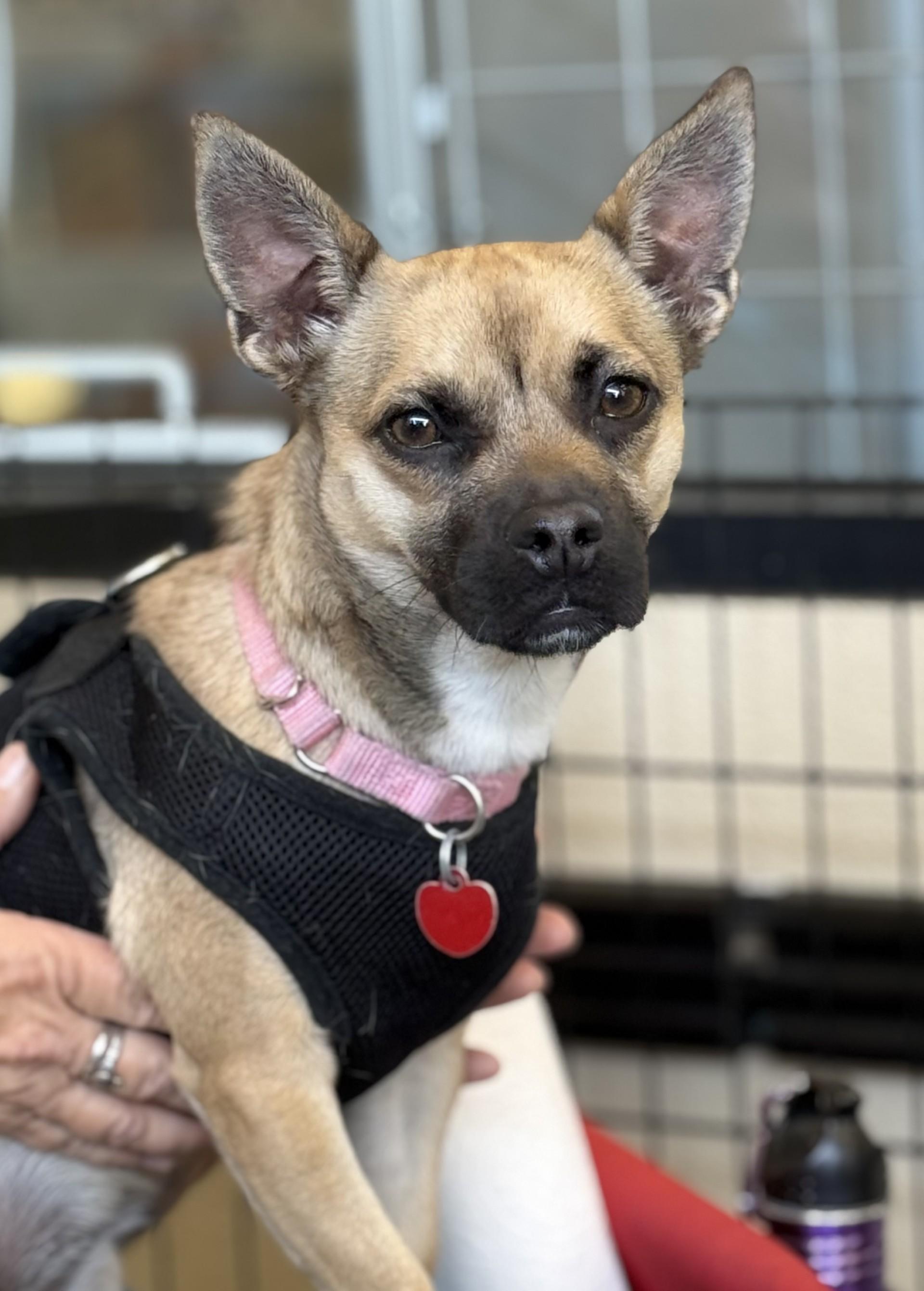 Coco Mocha 5