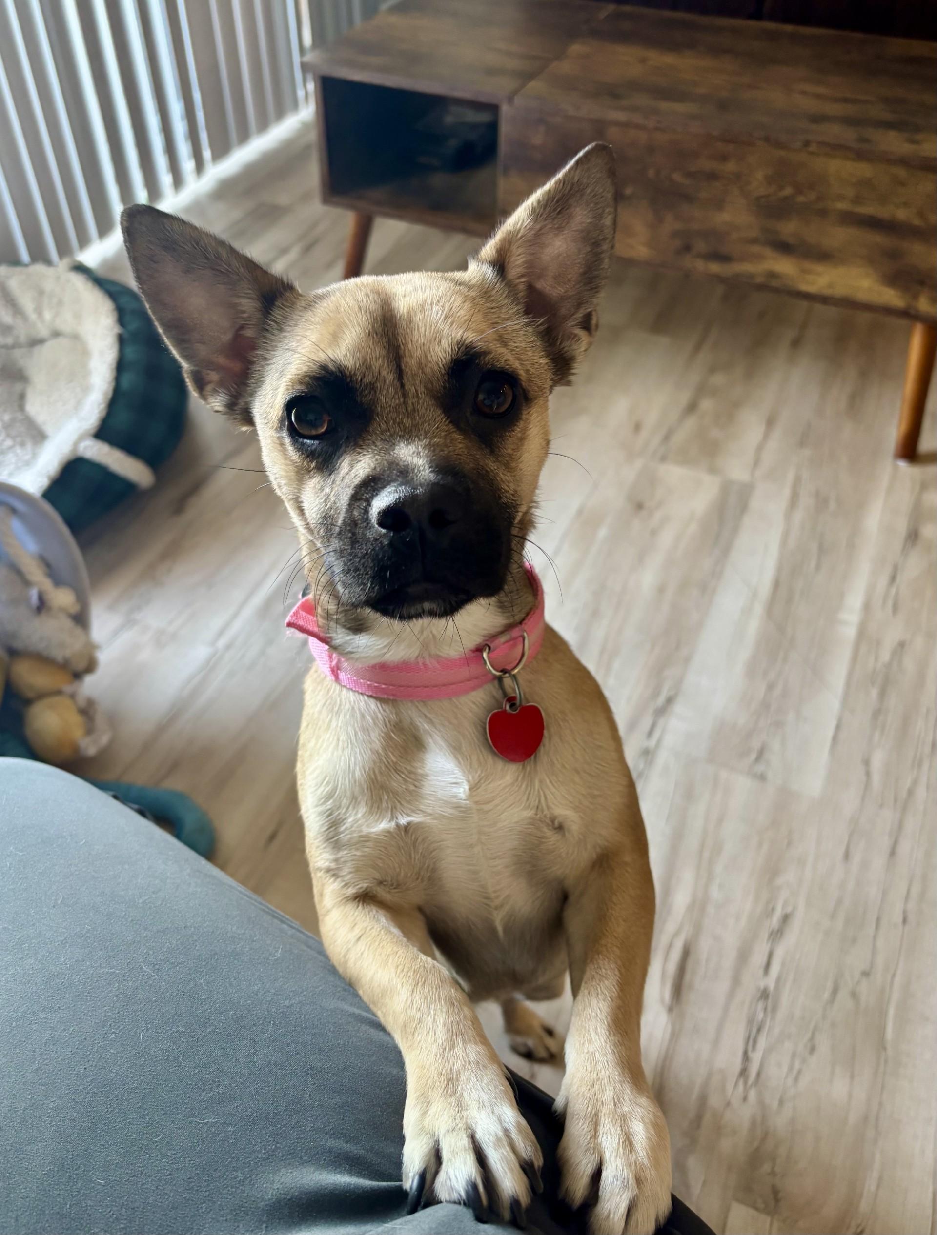 Coco Mocha 2