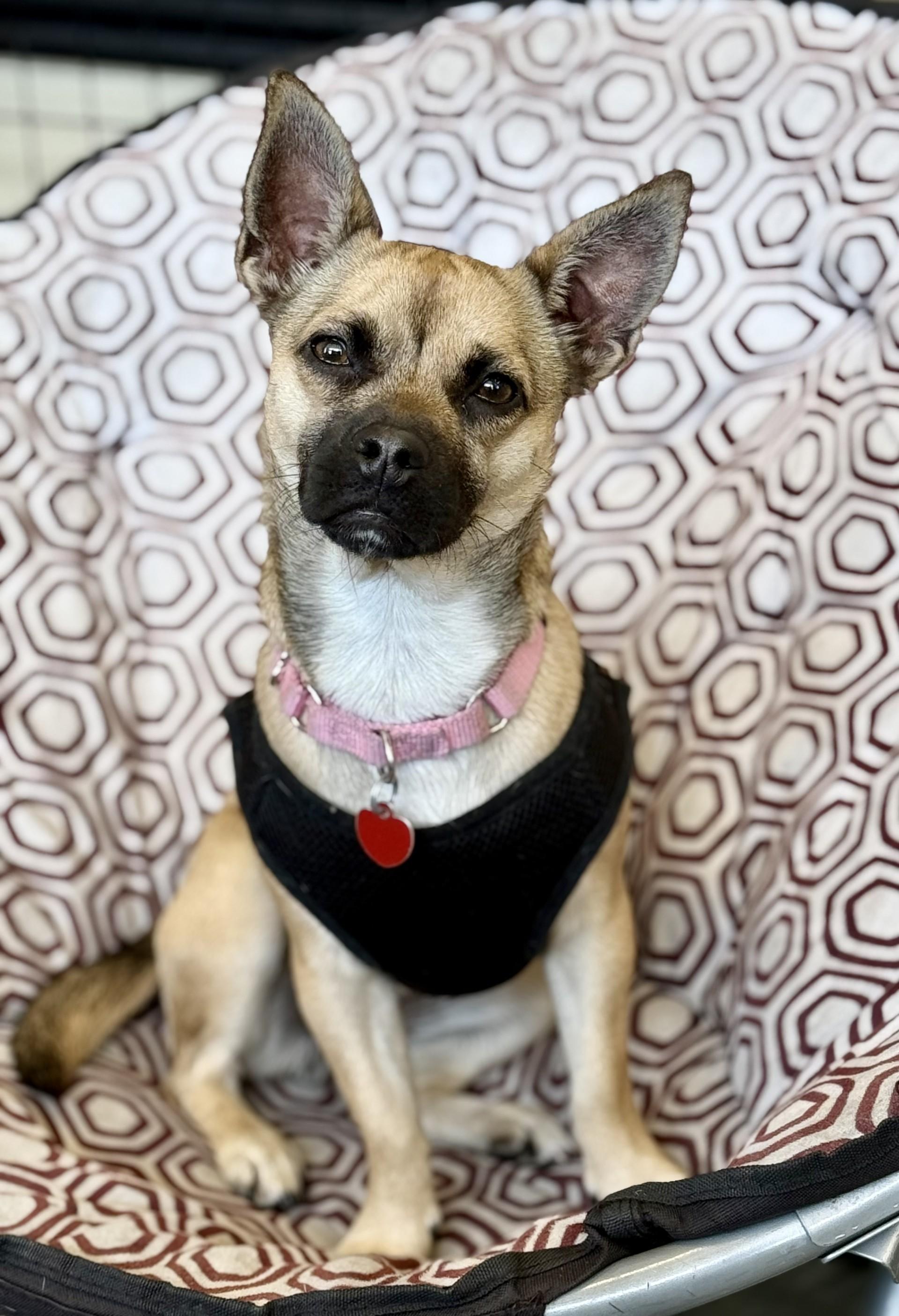 Coco Mocha