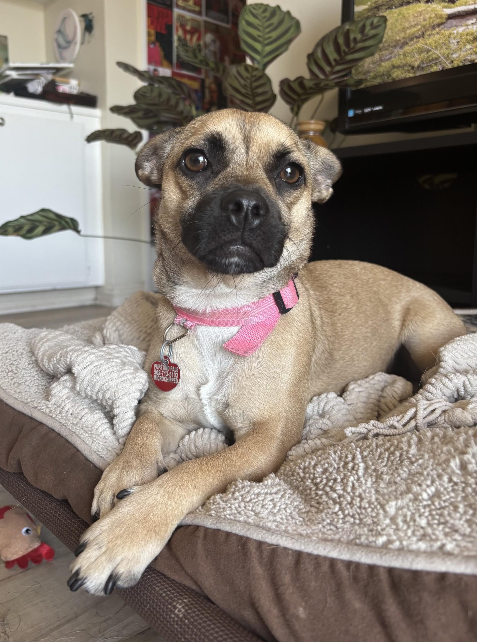 Coco Mocha 4