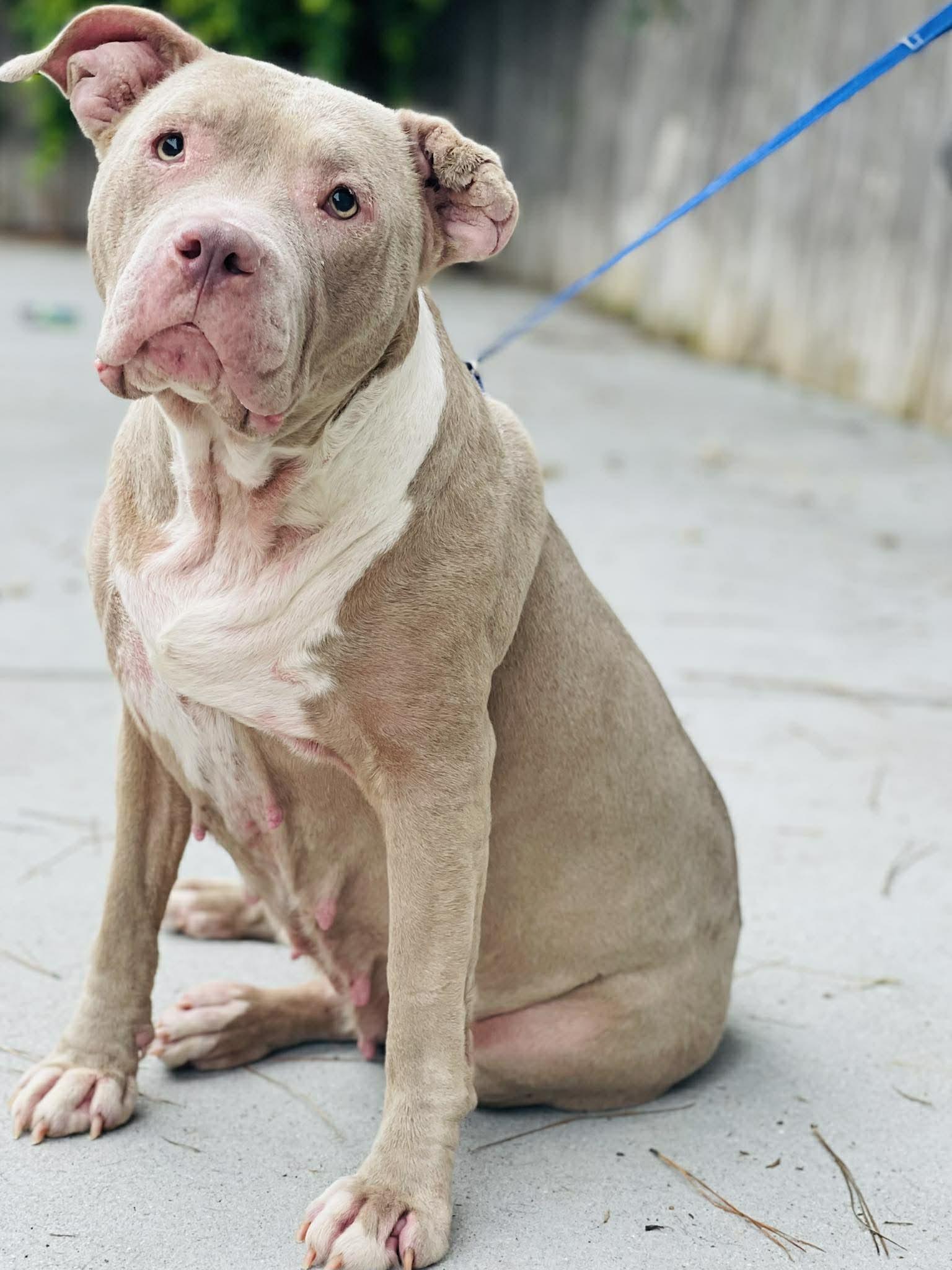 Rescue Only- AC-4629 "Angel", ADOPTABLE, Adult Female American Bully.