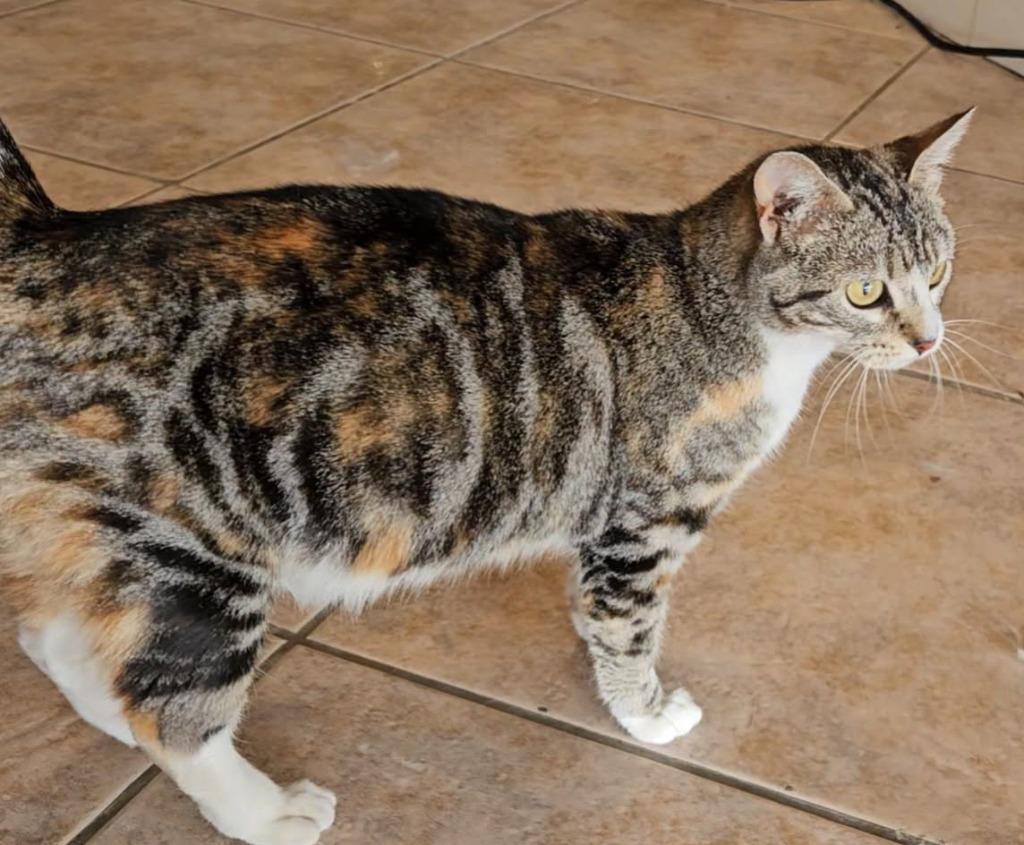 Lady Agate, Adopted, Young Female Tabby.