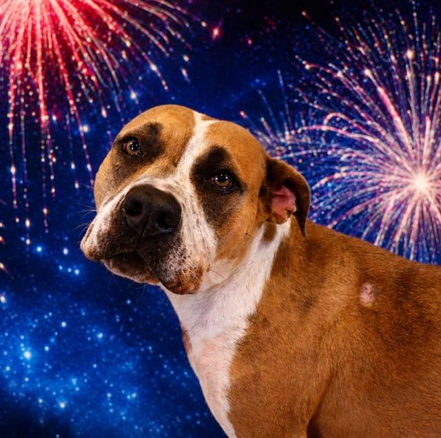 VELMA, Adoptable, Adult Female Pit Bull Terrier.