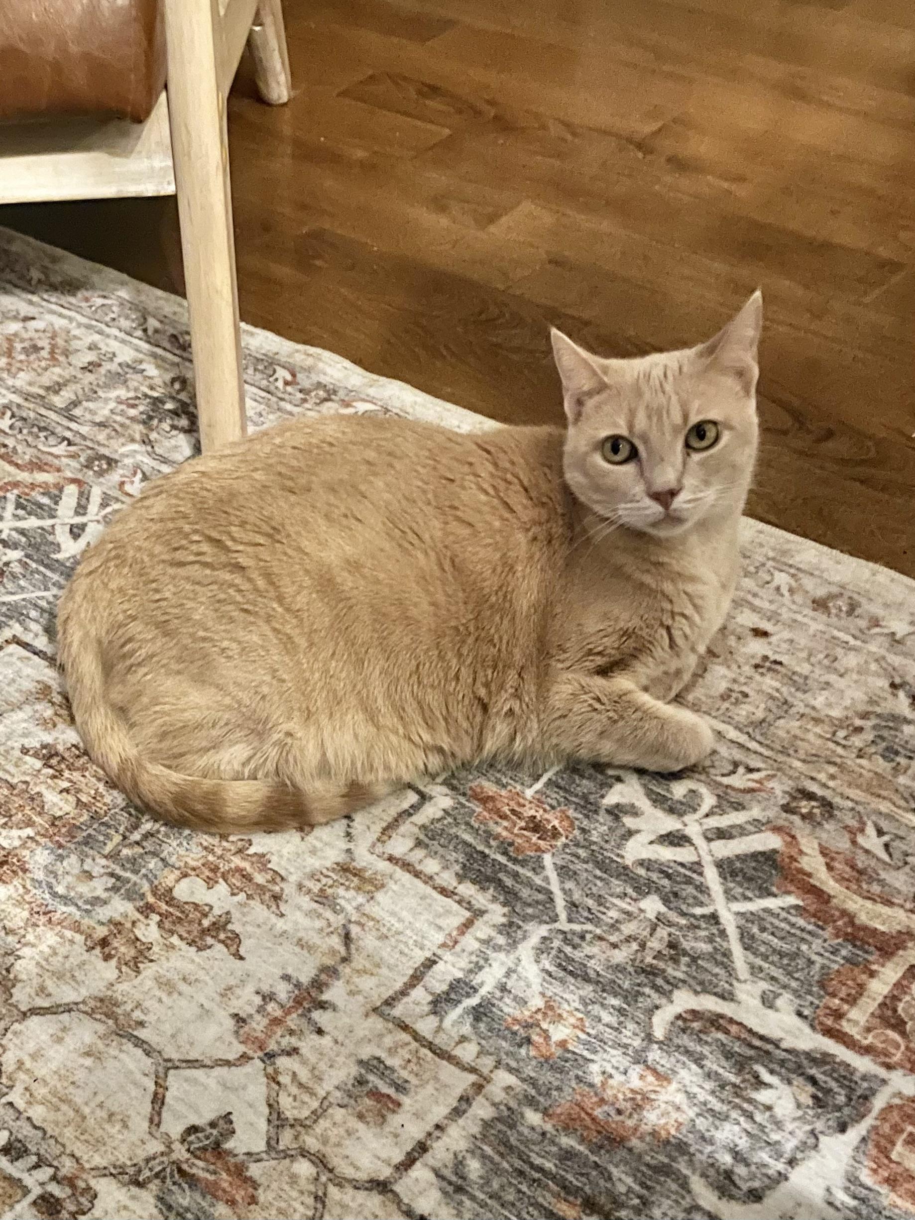 Enlarge Hermosa (watch video) ginger girk, a Adoptable Domestic Short Hair in Daytona Beach, FL image 2/5