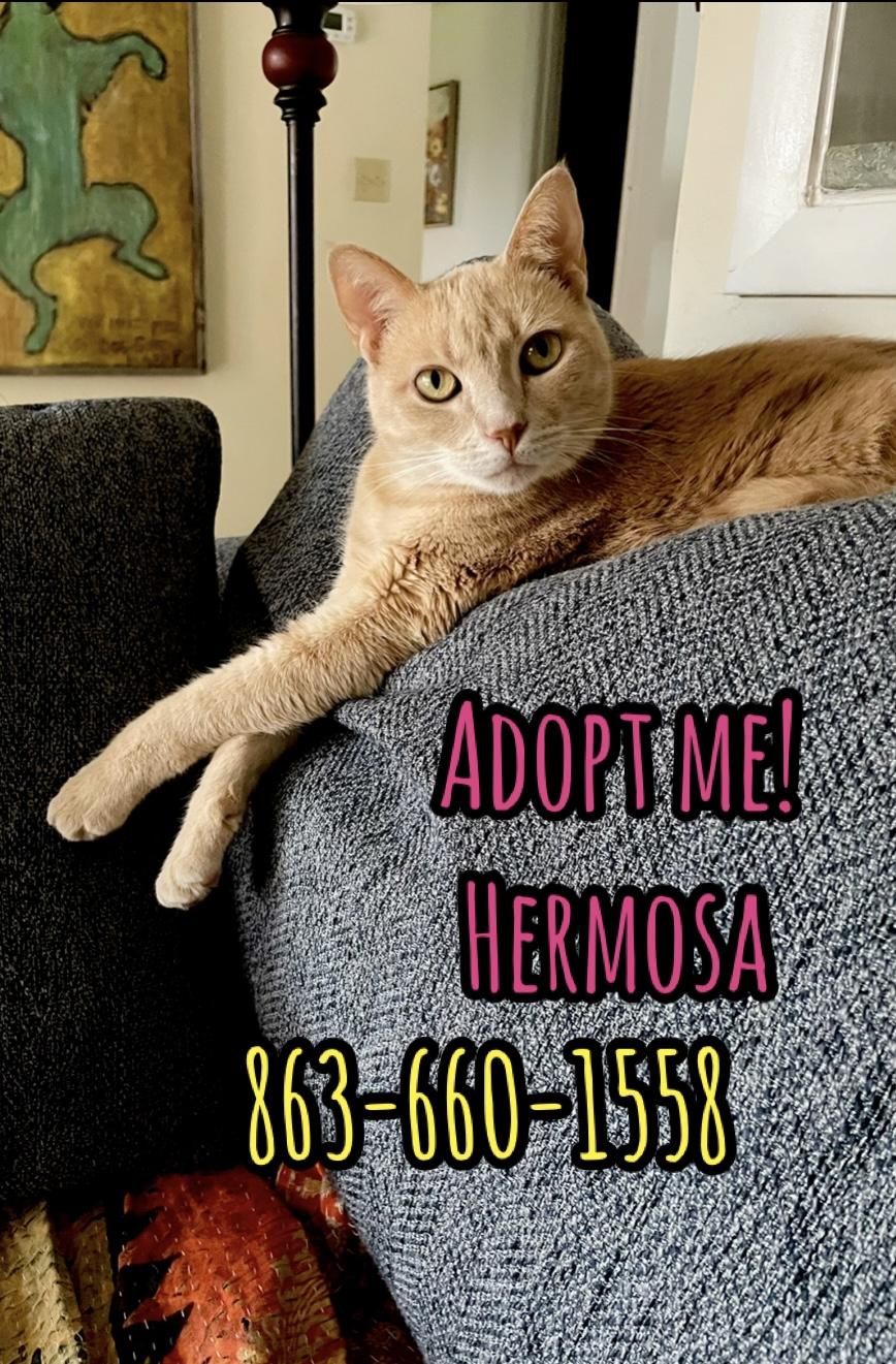 Hermosa (watch video) ginger girk, Adoptable, Adult Female Domestic Short Hair.
