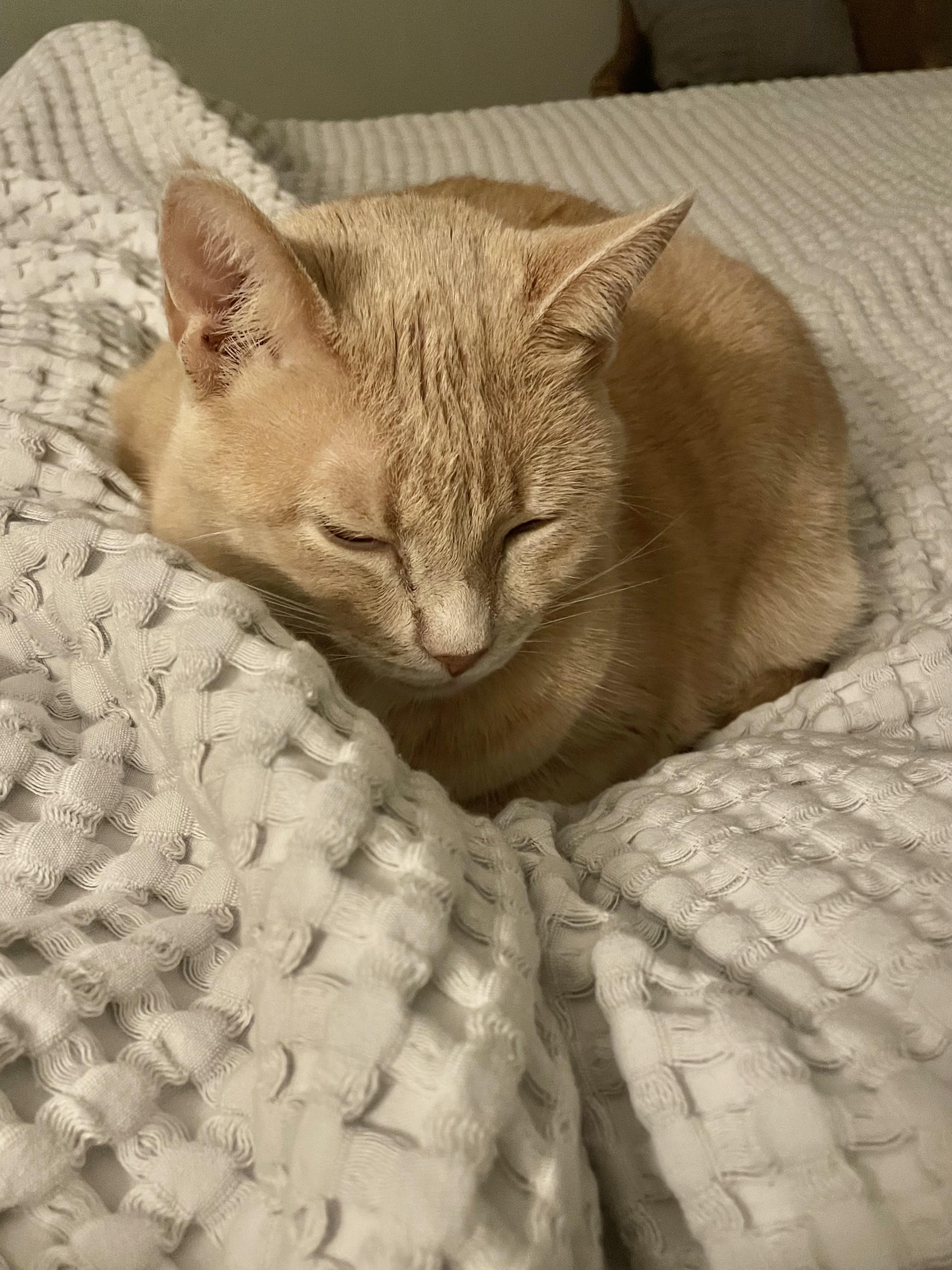 Enlarge Hermosa (watch video) ginger girk, a Adoptable Domestic Short Hair in Daytona Beach, FL image 3/5