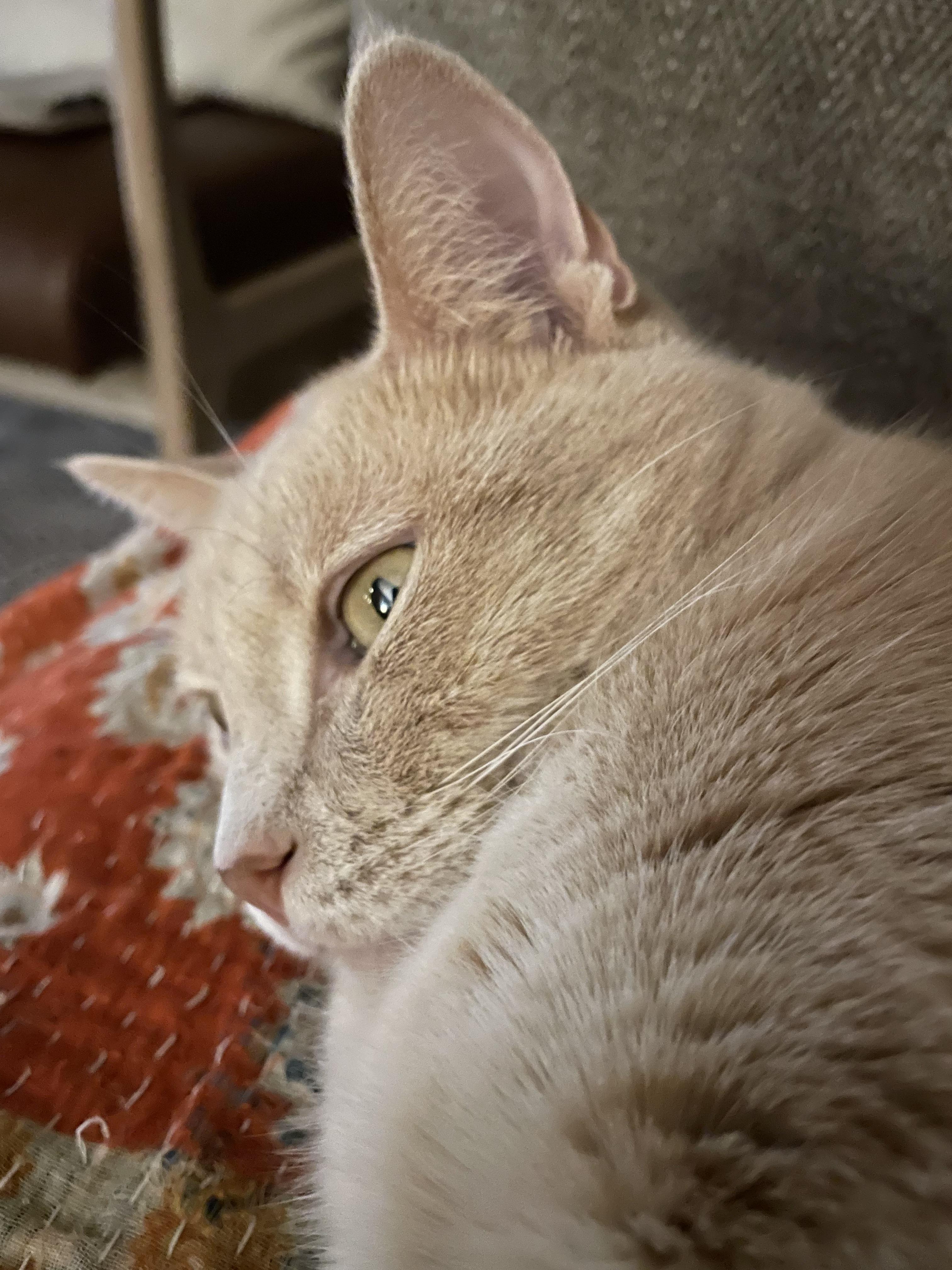 Enlarge Hermosa (watch video) ginger girk, a Adoptable Domestic Short Hair in Daytona Beach, FL image 4/5