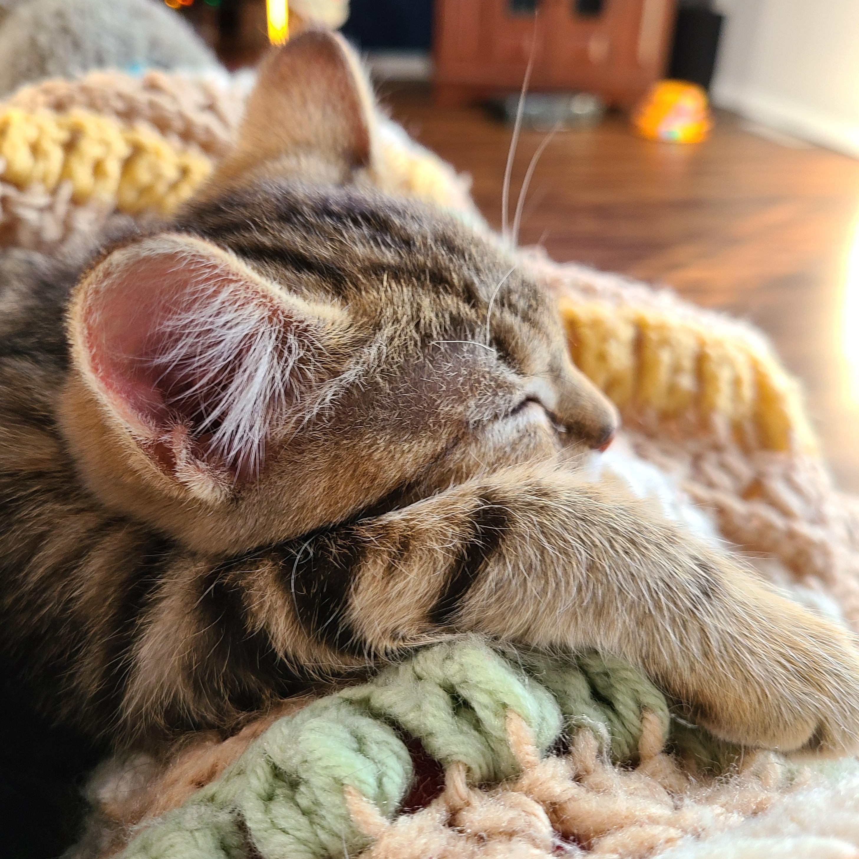 Aspen, adoptable, Kitten Female Domestic Short Hair.