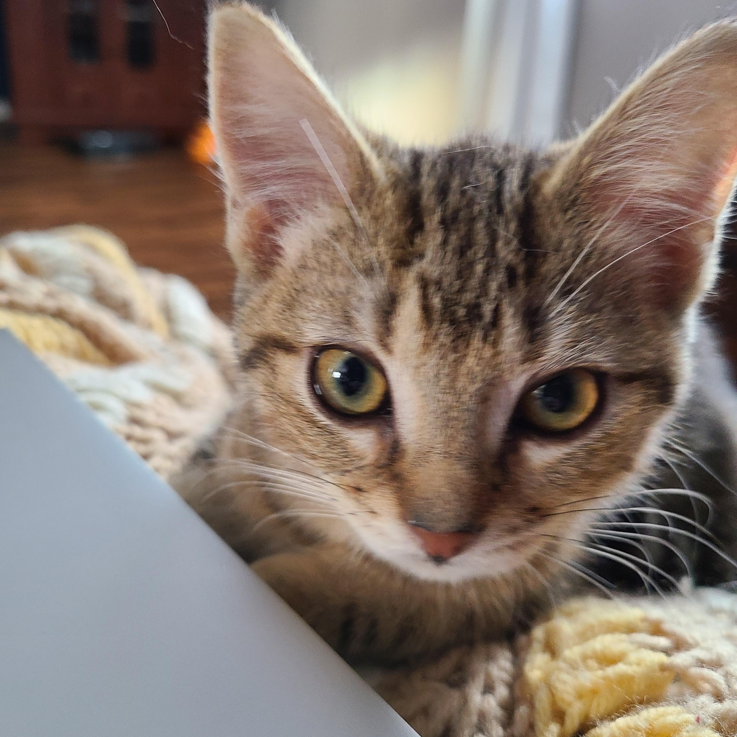 Enlarge Aspen, an adoptable Domestic Short Hair in Minneapolis, MN image 1/4