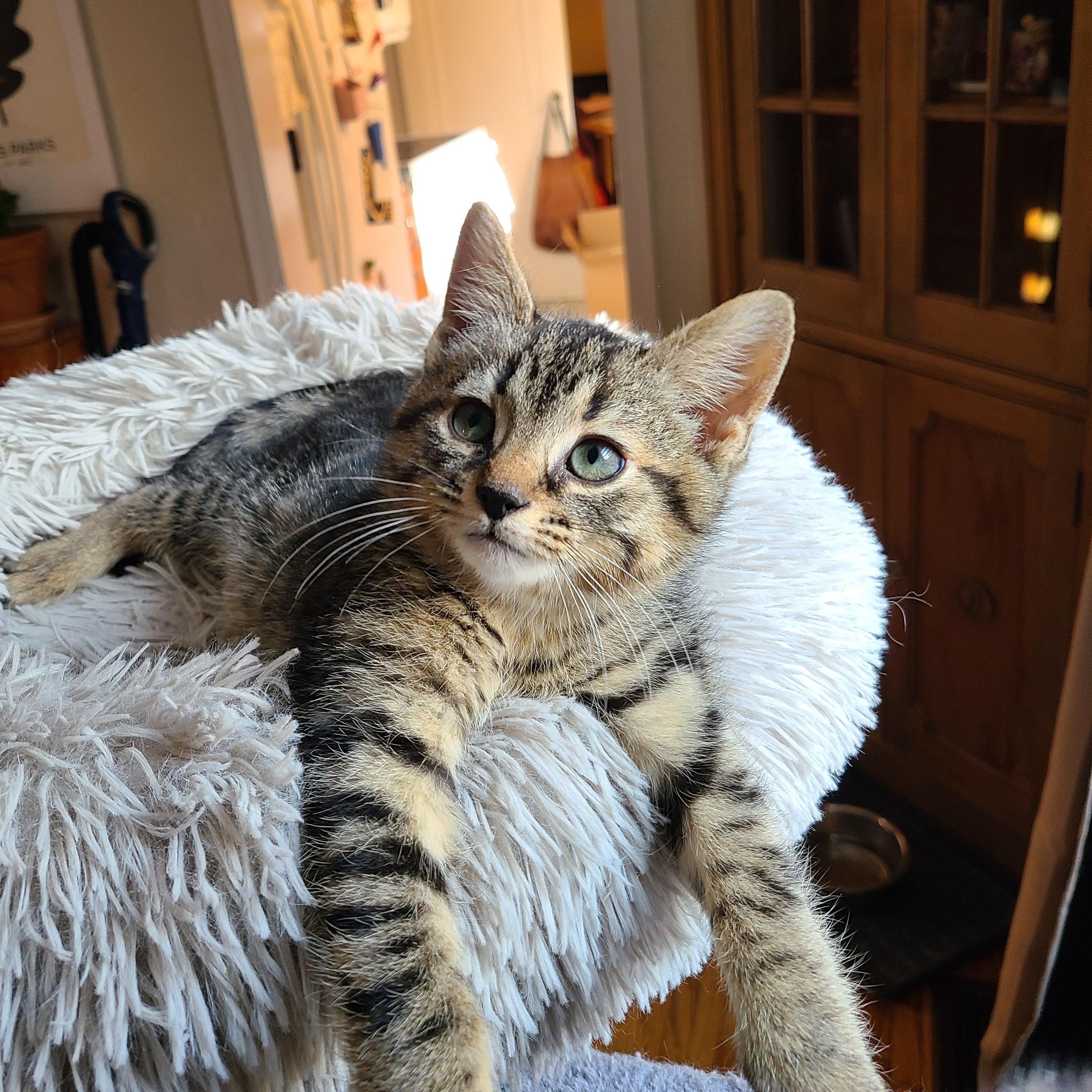 Aspen, adoptable, Kitten Female Domestic Short Hair.