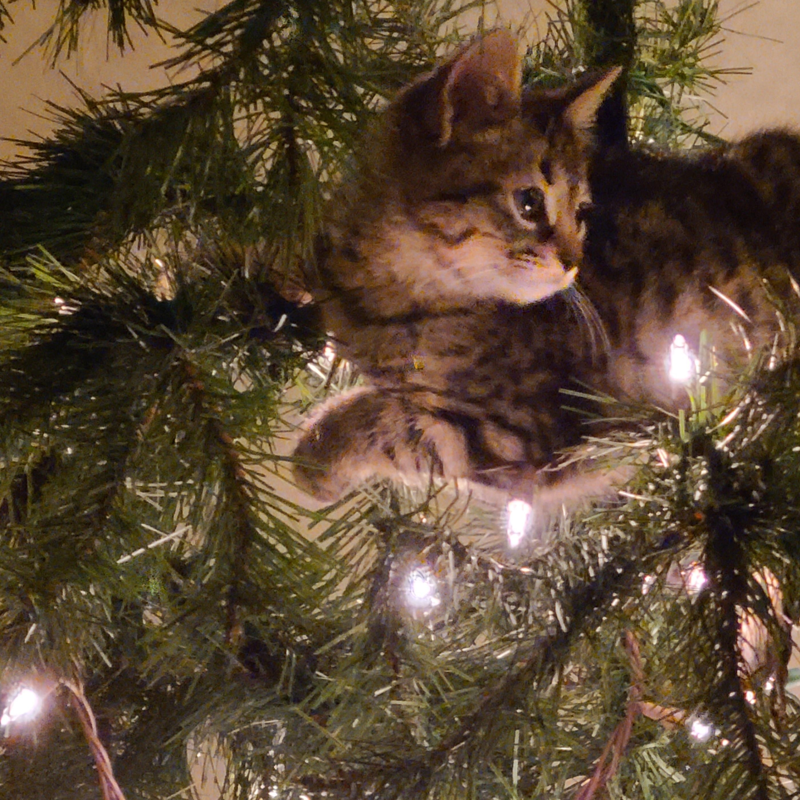 Enlarge Aspen, an adoptable Domestic Short Hair in Minneapolis, MN image 4/4