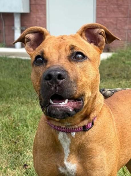 Enlarge Gigi, a Adoptable mixed breed in Maryville, MO image 2/5