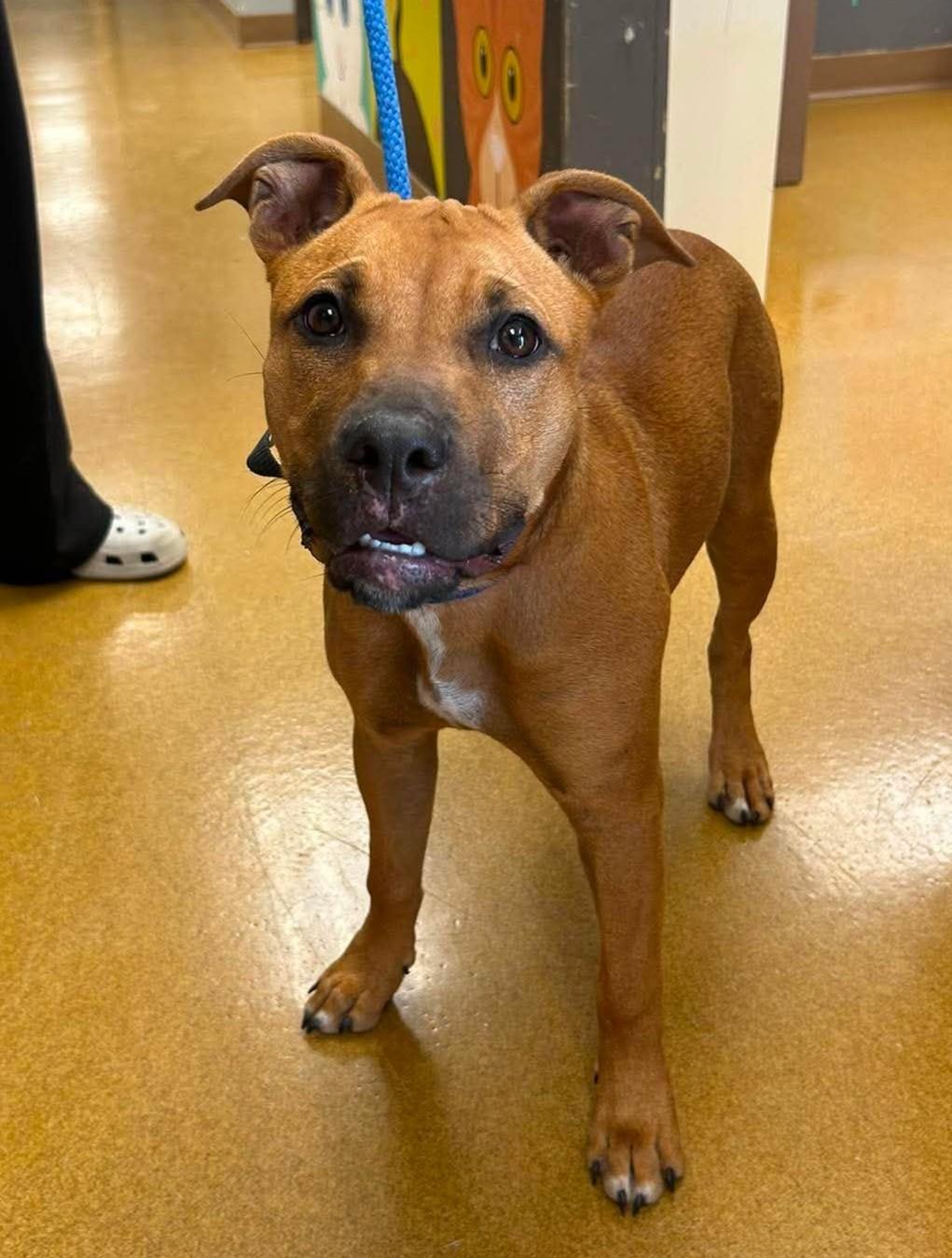 Enlarge Gigi, a Adoptable mixed breed in Maryville, MO image 1/5