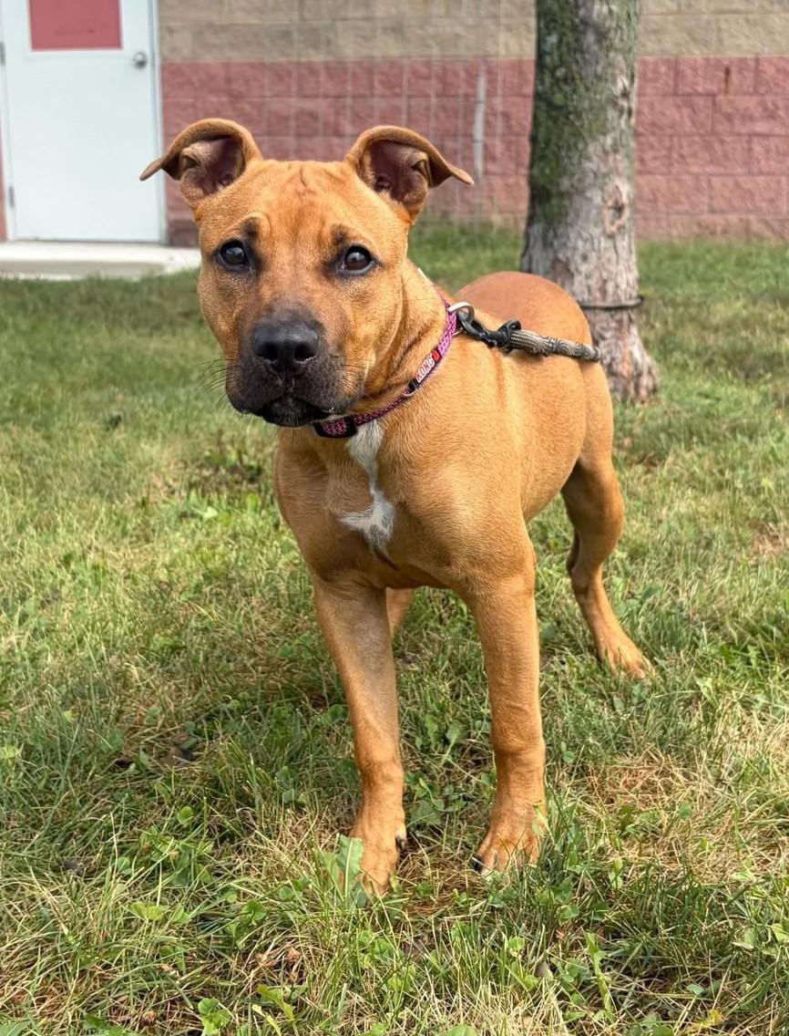 Enlarge Gigi, a Adoptable mixed breed in Maryville, MO image 4/5