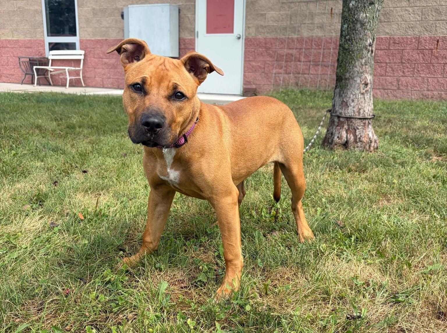 Enlarge Gigi, a Adoptable mixed breed in Maryville, MO image 3/5