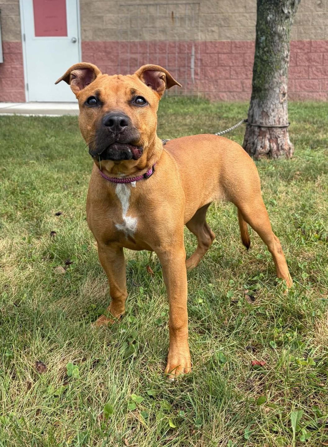 Enlarge Gigi, a Adoptable mixed breed in Maryville, MO image 5/5