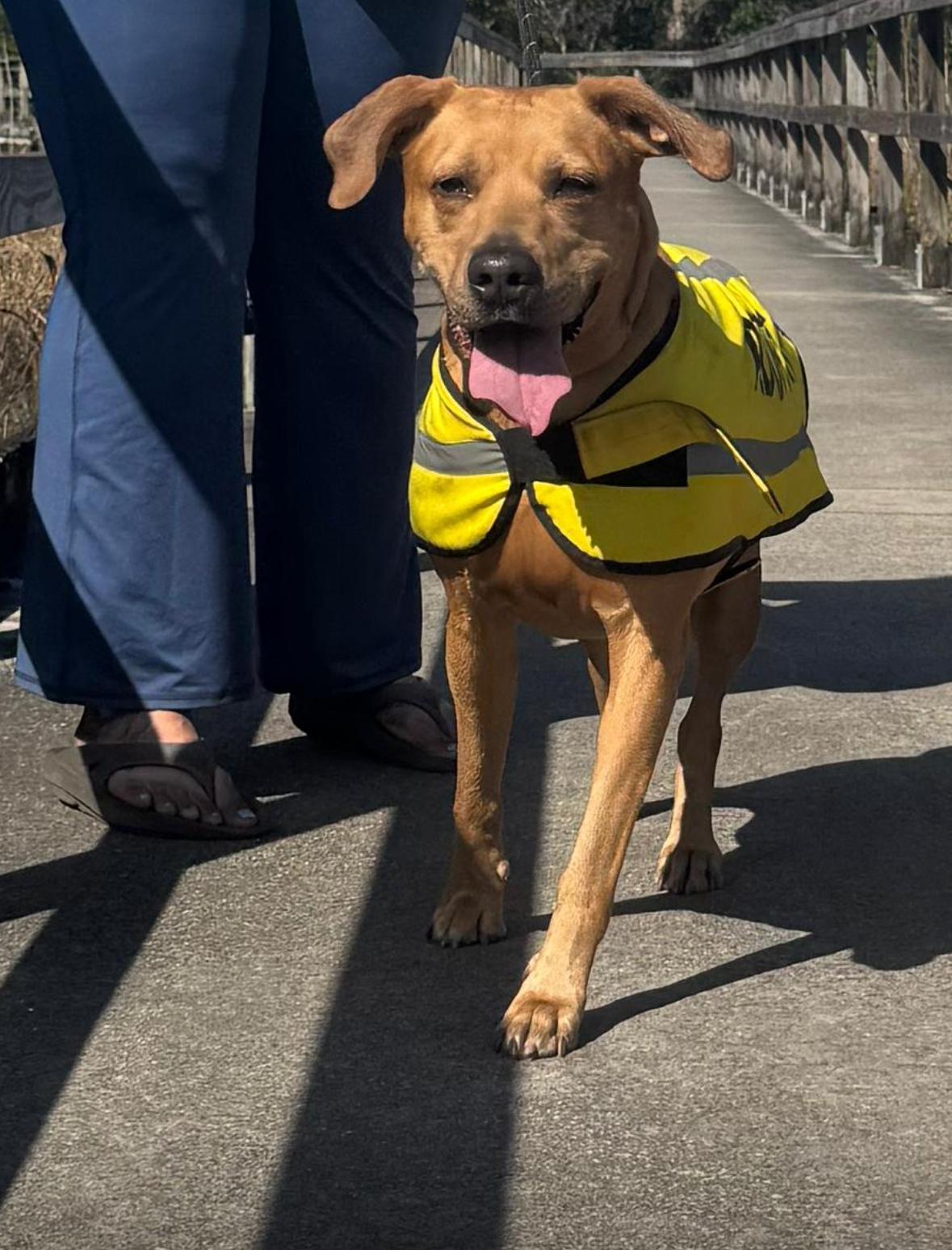Lila, ADOPTABLE, Adult Female Labrador Retriever & Terrier.