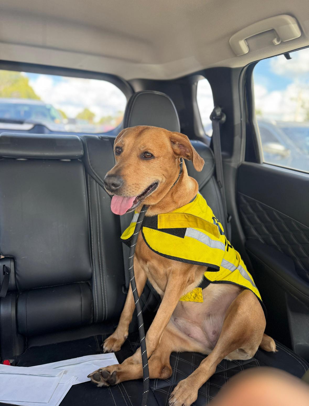 Enlarge Lila, a ADOPTABLE mixed breed in Lauderhill, FL image 4/4