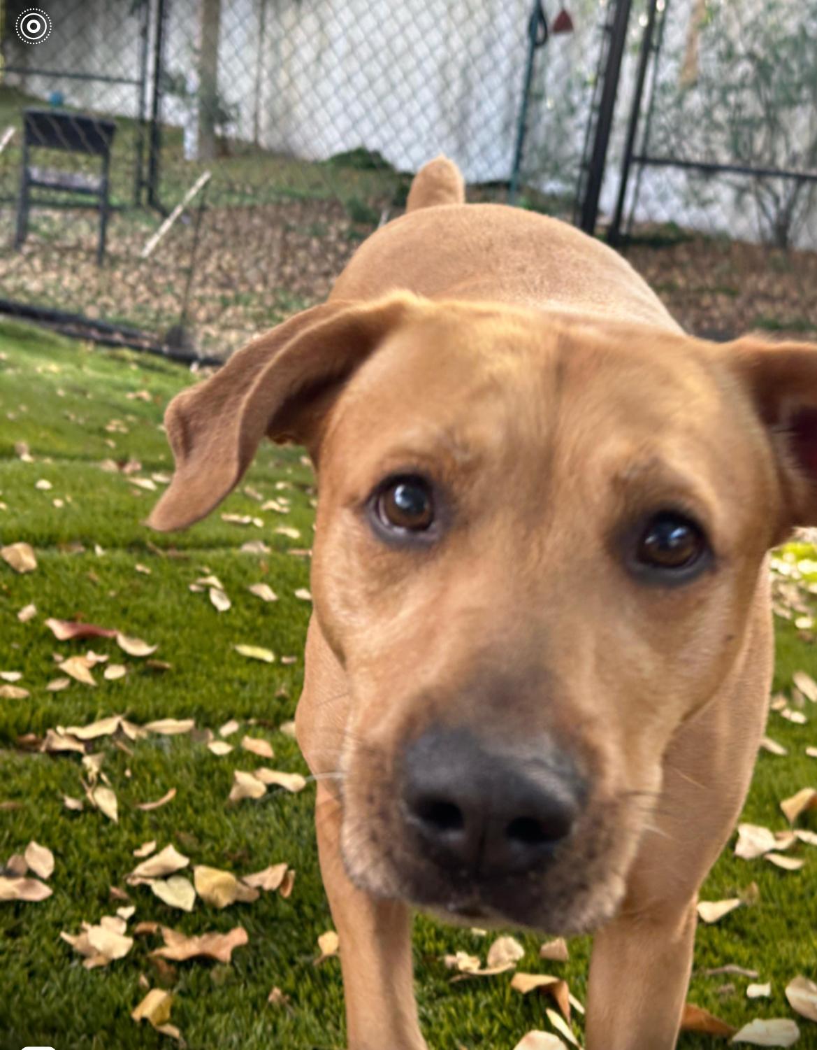 Enlarge Lila, a ADOPTABLE mixed breed in Lauderhill, FL image 3/4