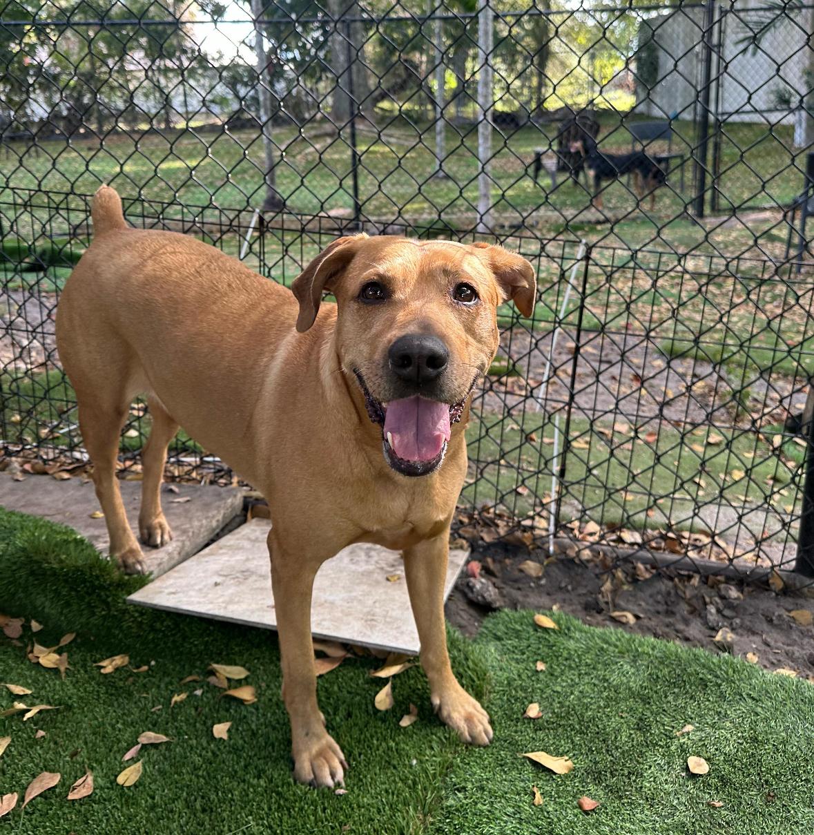 Enlarge Lila, a ADOPTABLE mixed breed in Lauderhill, FL image 2/4