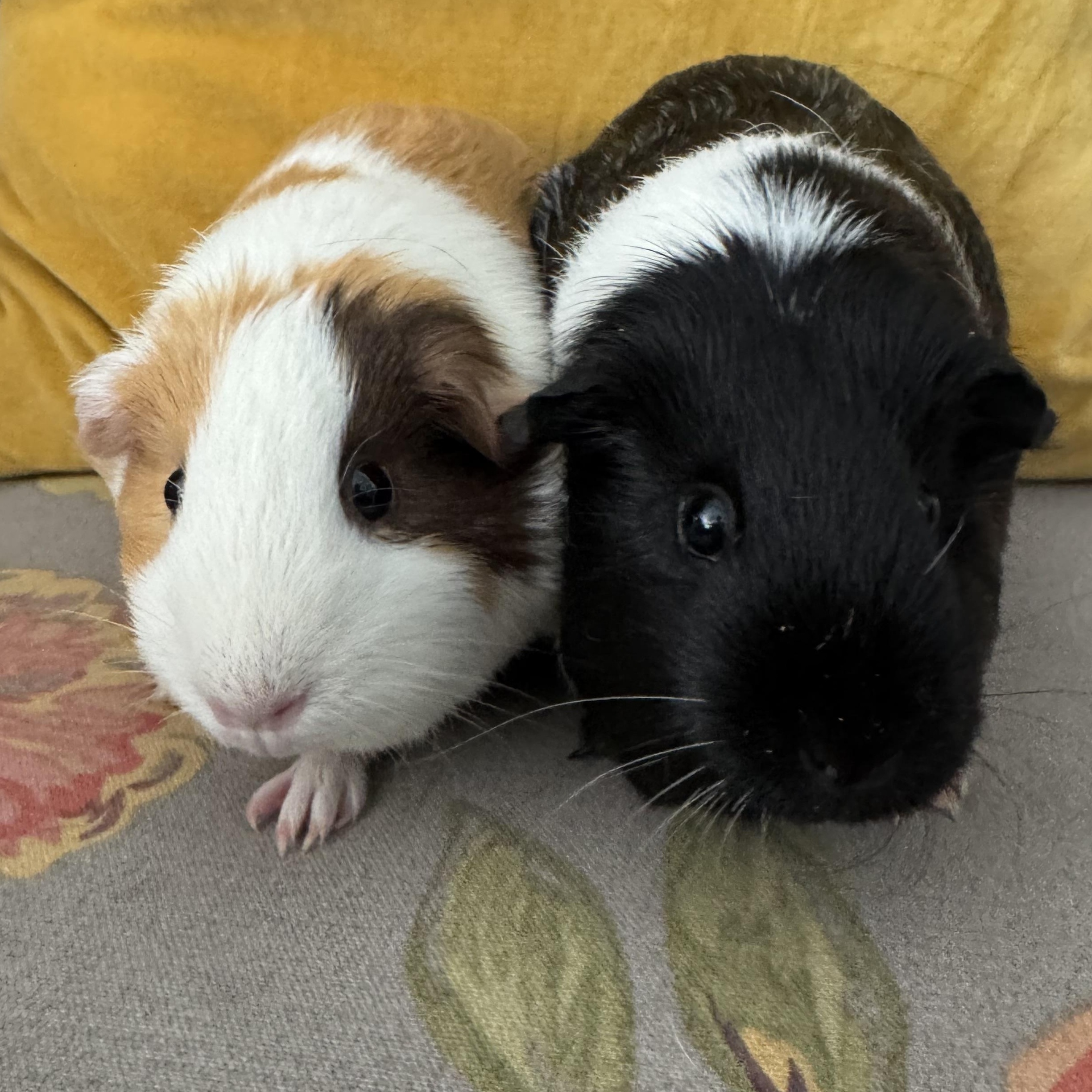 Willow and Maggie, adopted, Young Female Short-Haired.