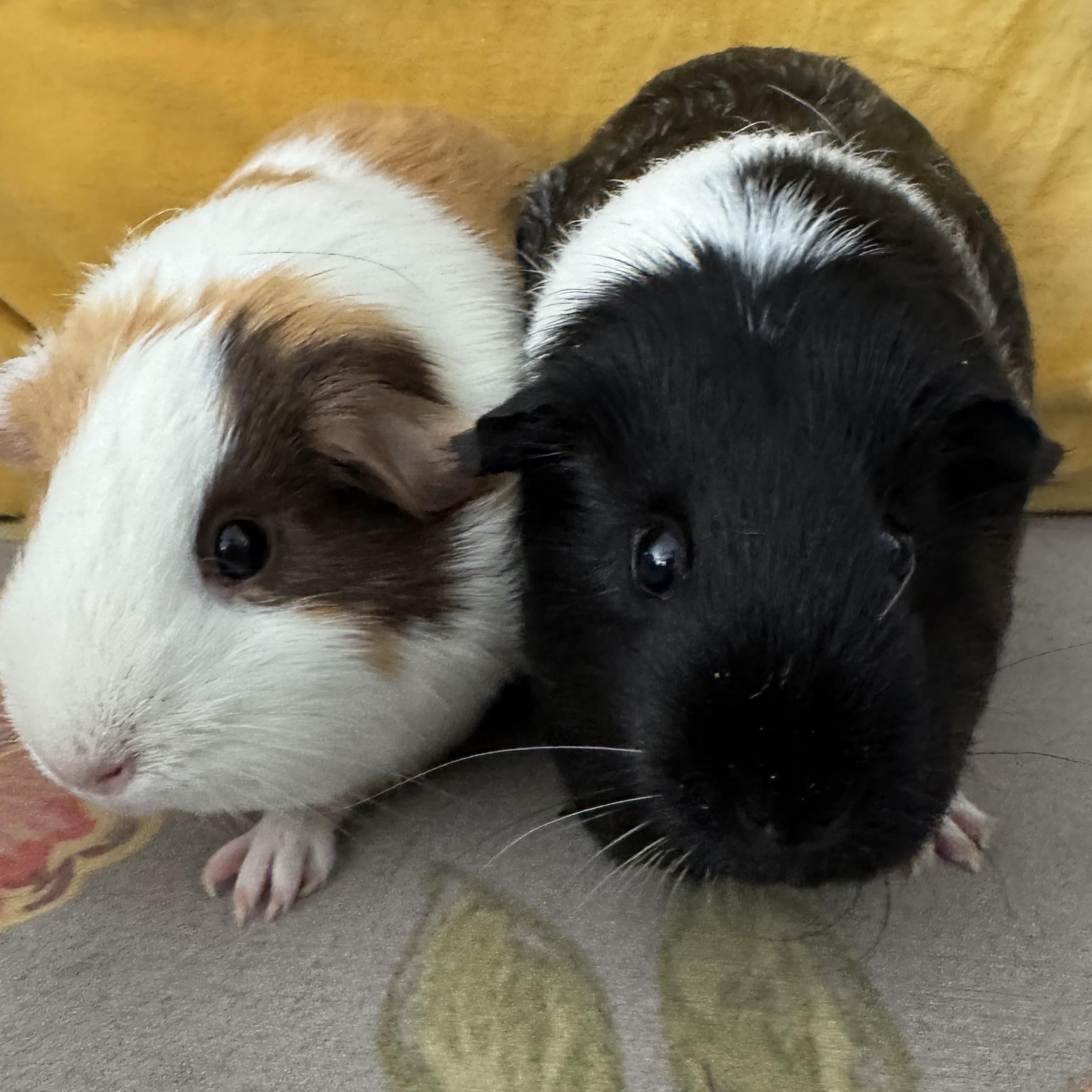 Enlarge Willow and Maggie, an adopted Short-Haired in Walnut Grove, CA image 2/2