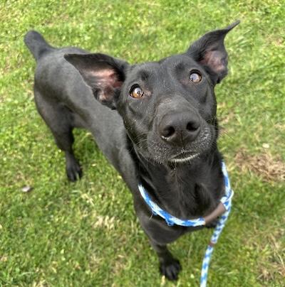 Hex, adopted, Adult Female Belgian Shepherd / Malinois.