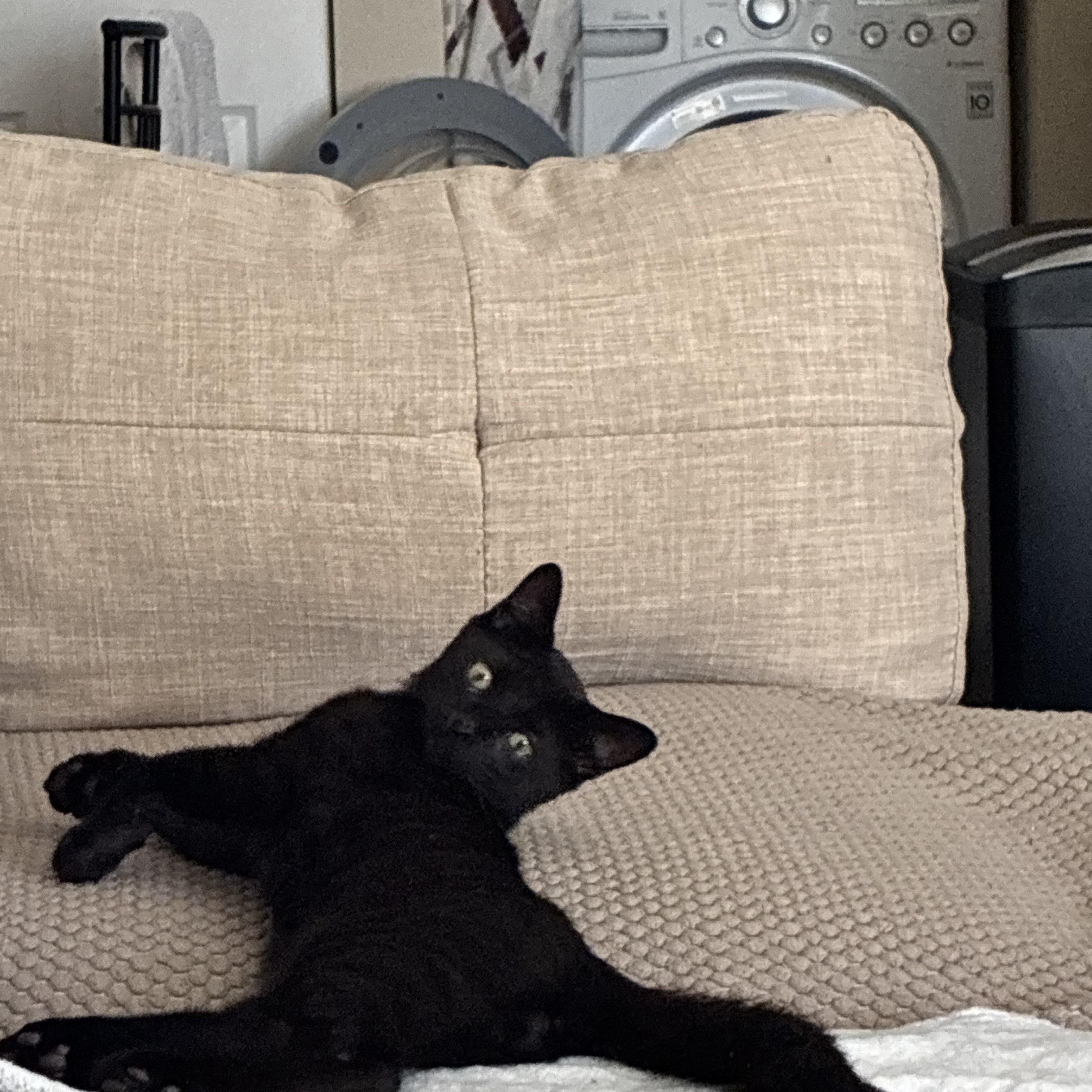 Gemma & Georgie, Adoptable, Kitten Female Calico & Domestic Short Hair.