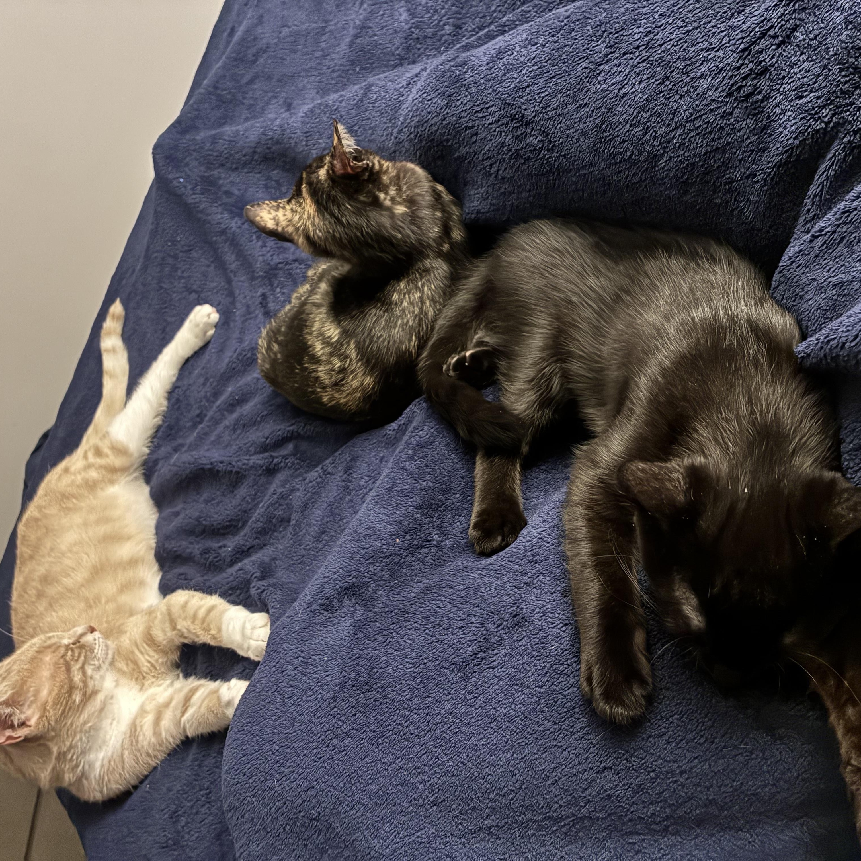 Enlarge Gemma & Georgie, a Adoptable mixed breed in Wanaque, NJ image 5/6