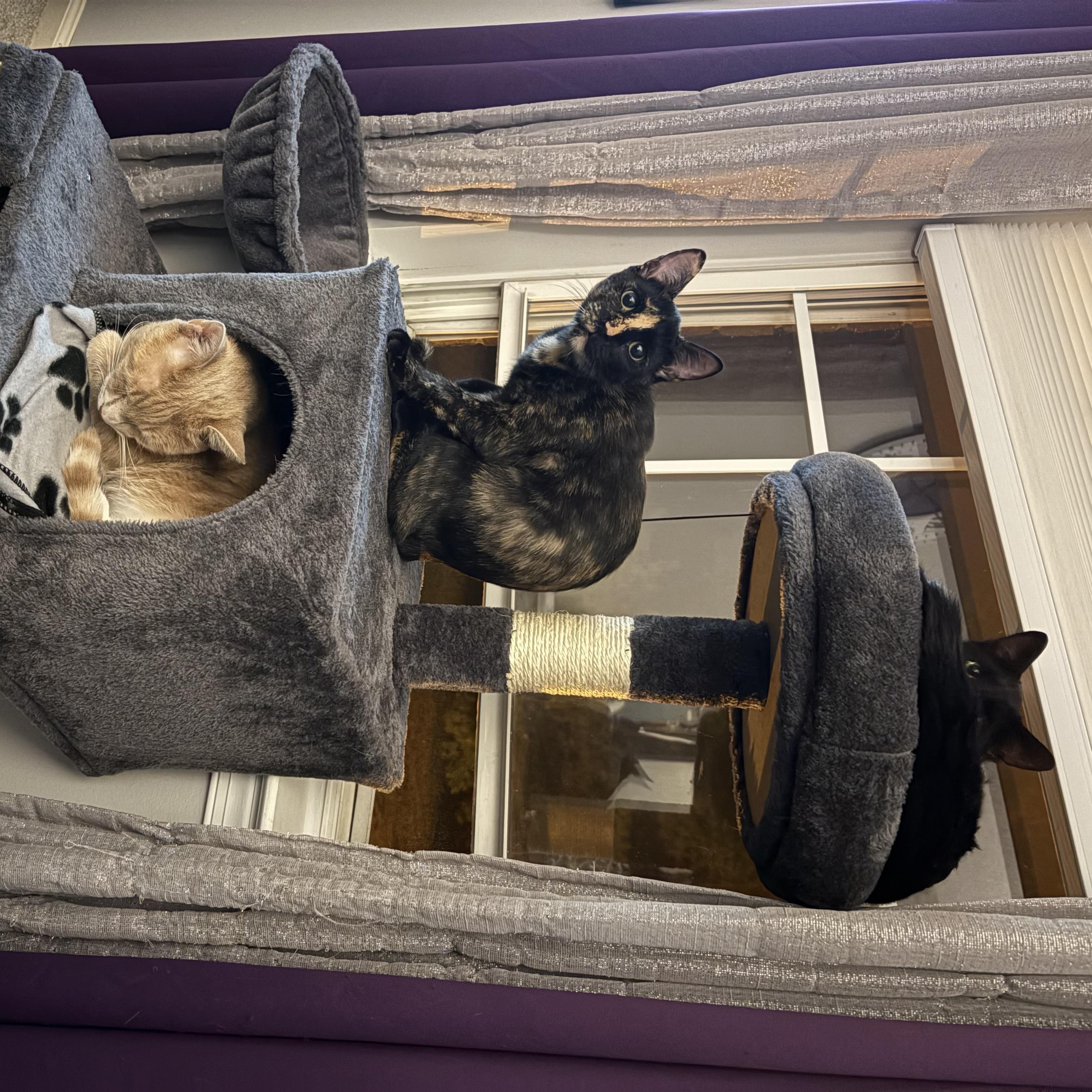 Enlarge Gemma & Georgie, a Adoptable mixed breed in Wanaque, NJ image 6/6