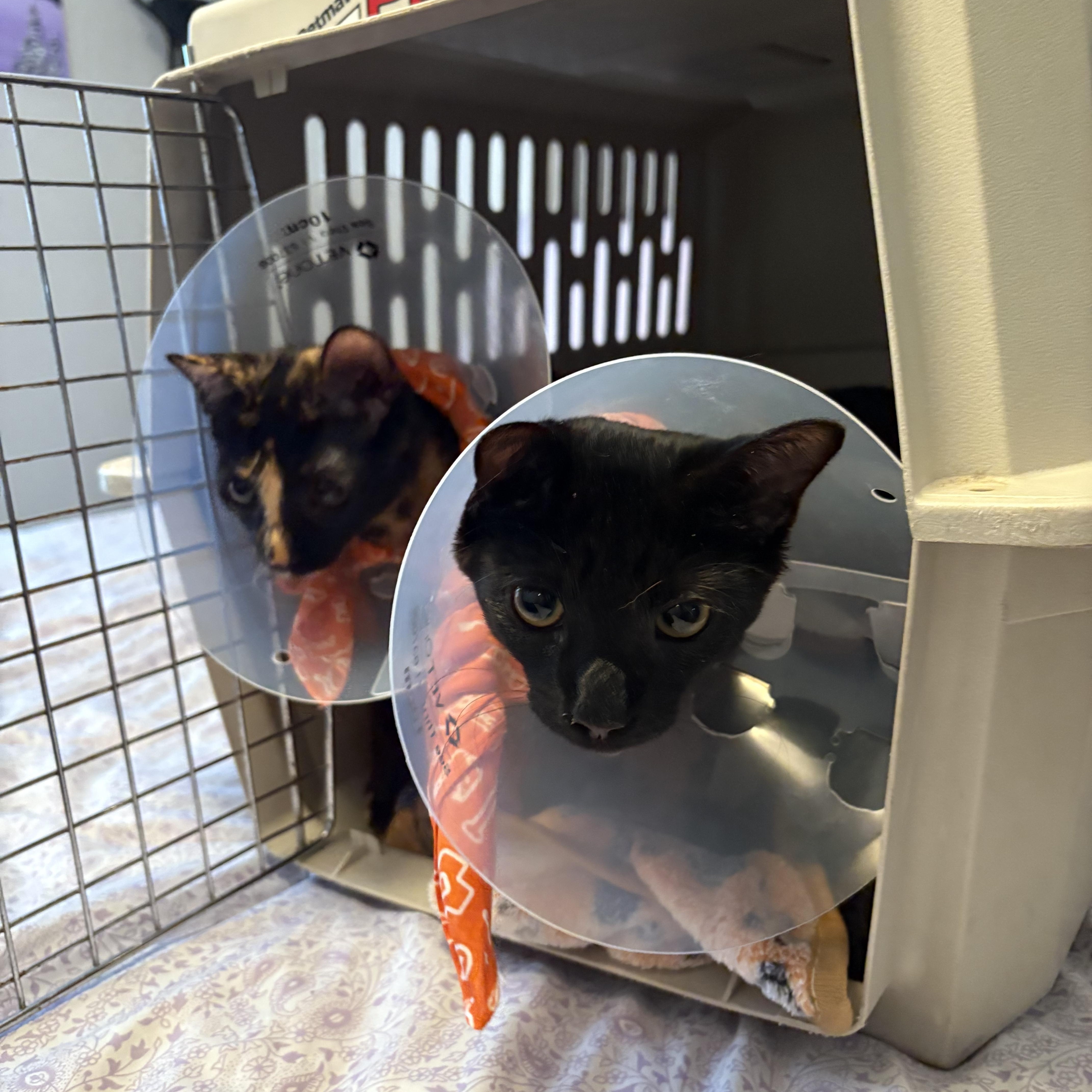 Enlarge Gemma & Georgie, a Adoptable mixed breed in Wanaque, NJ image 2/6