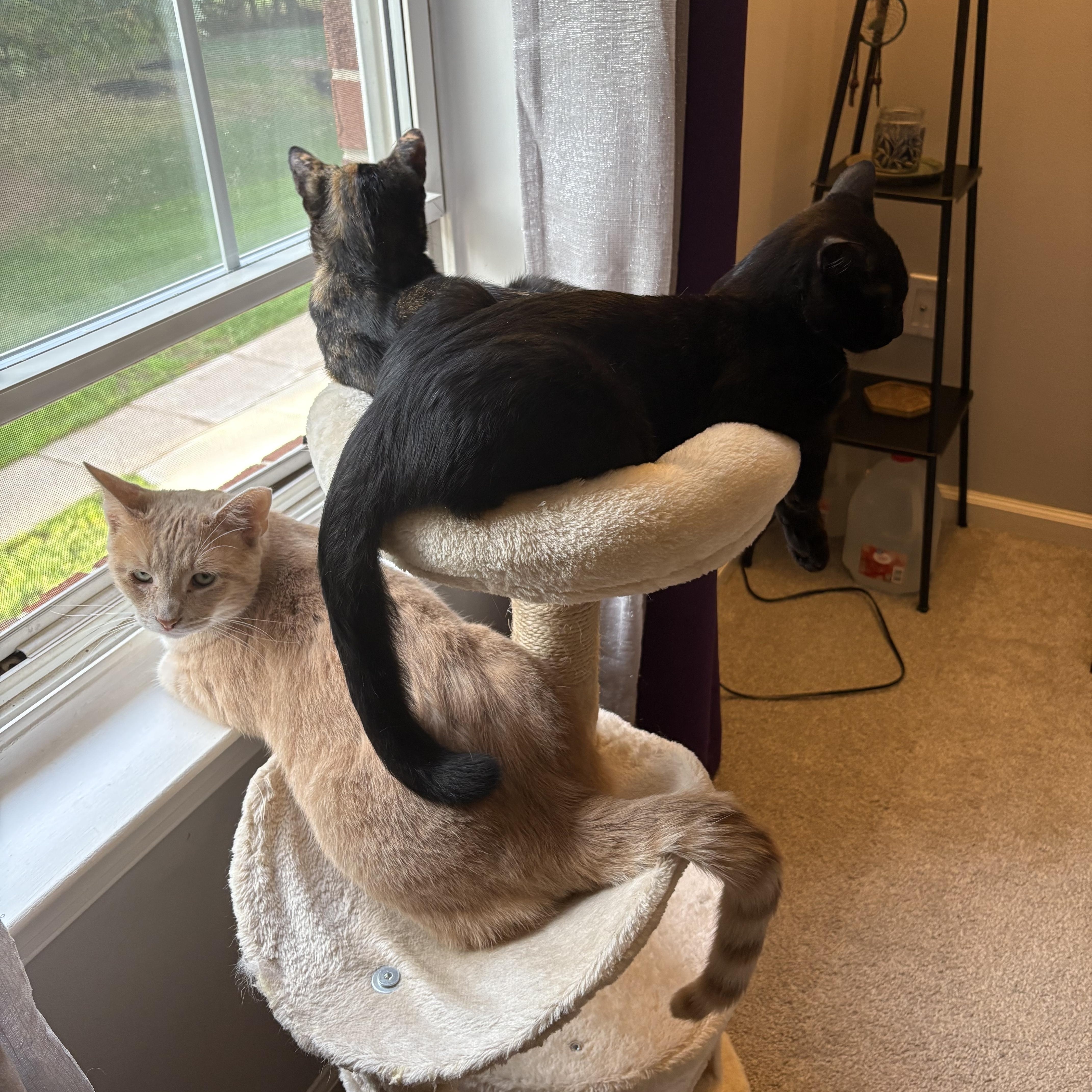 Enlarge Gemma & Georgie, a Adoptable mixed breed in Wanaque, NJ image 3/6