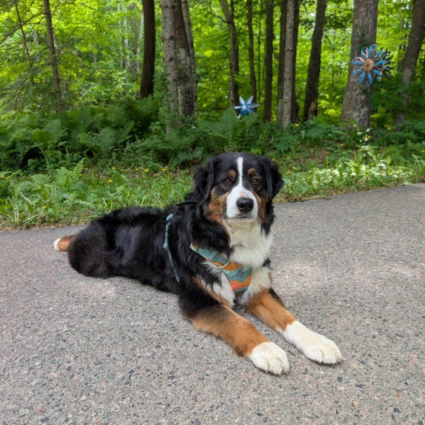 Billy, ADOPTABLE, Adult Male Australian Shepherd.