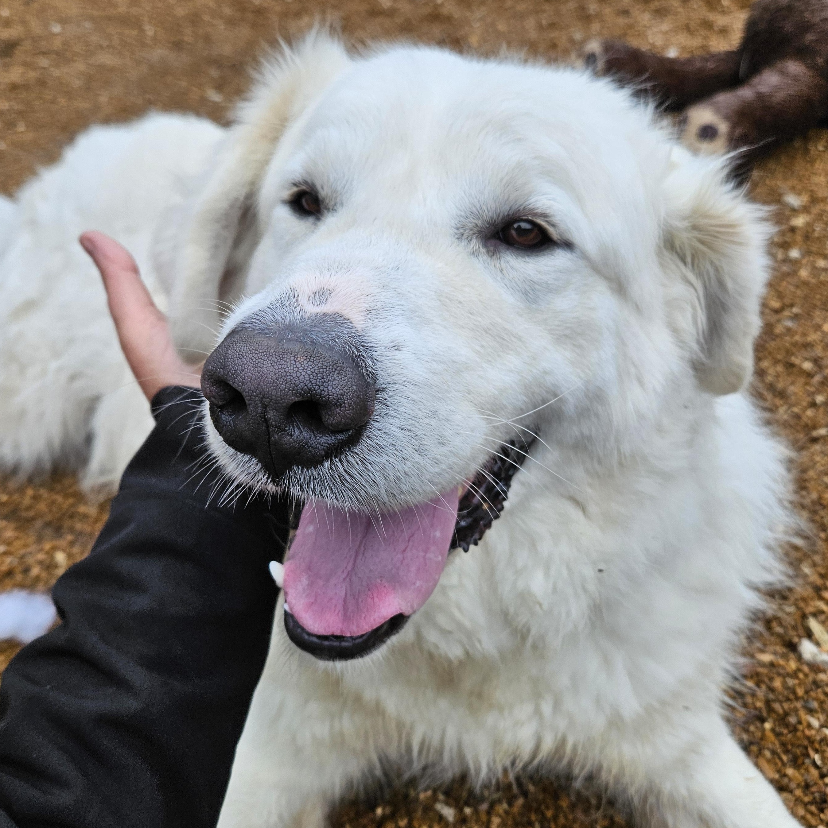 Enlarge Argus, a Adoptable Great Pyrenees in House Springs, MO image 2/4