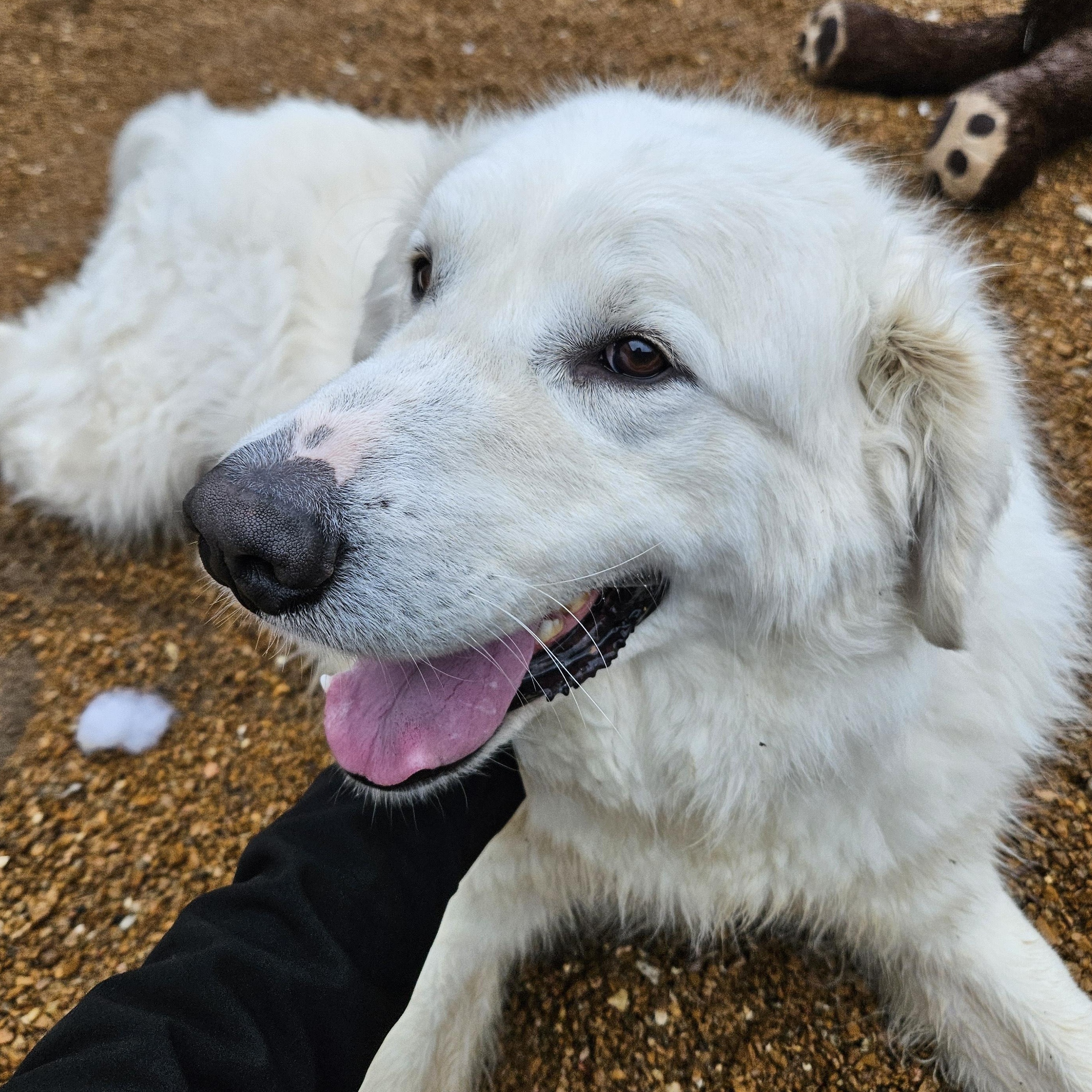 Enlarge Argus, a Adoptable Great Pyrenees in House Springs, MO image 1/4