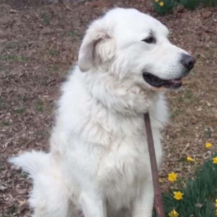 Enlarge Argus, a Adoptable Great Pyrenees in House Springs, MO image 3/4