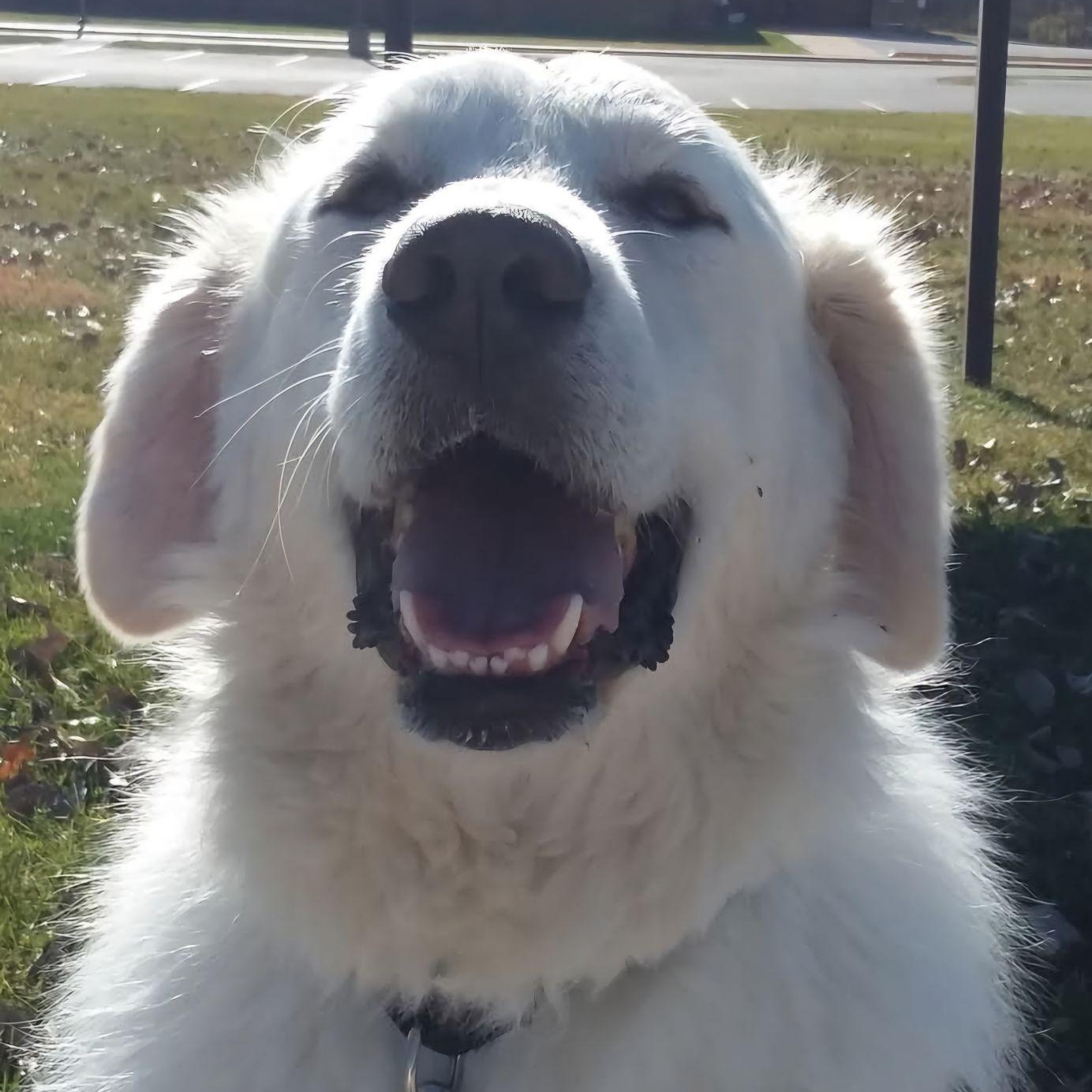Enlarge Argus, a Adoptable Great Pyrenees in House Springs, MO image 4/4