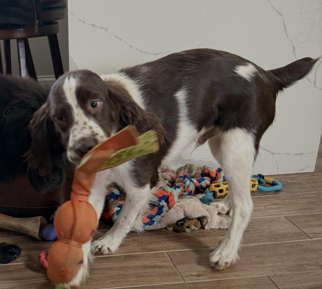 Sammy , an adopted English Springer Spaniel in Bordentown, NJ image 3/3