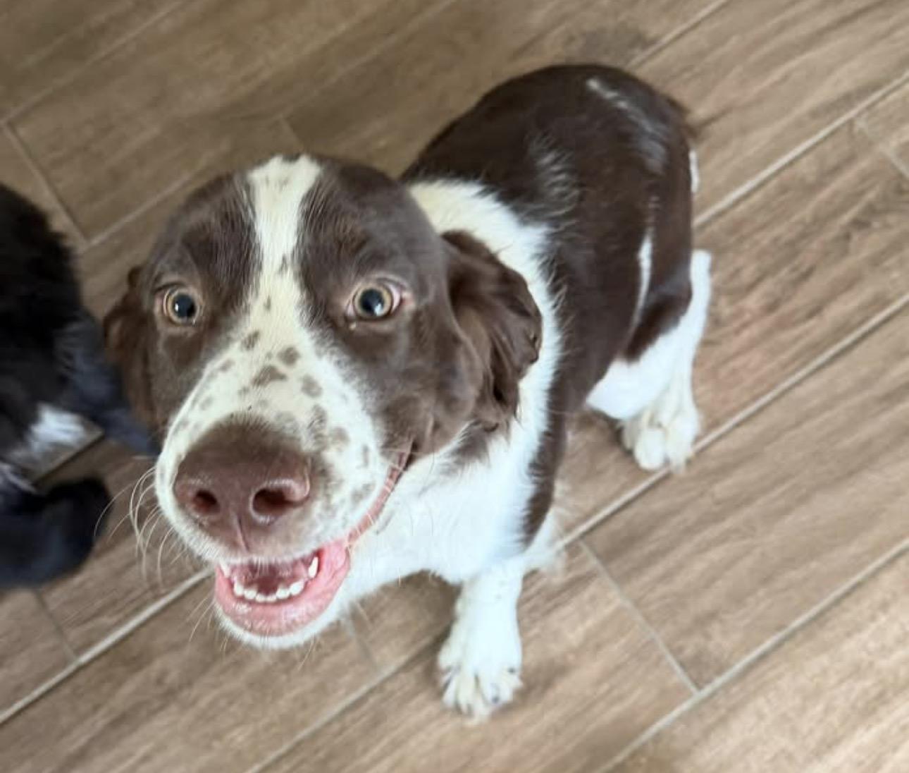 Sammy , an adopted English Springer Spaniel in Bordentown, NJ image 1/3