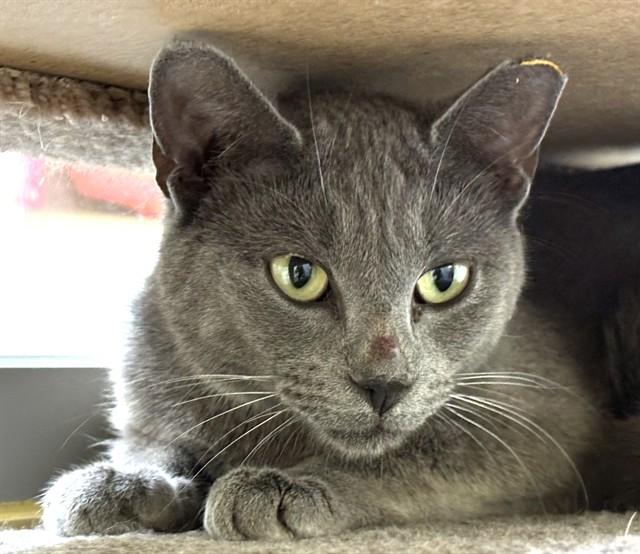 SHARK, Adoptable, Young Female Domestic Short Hair.