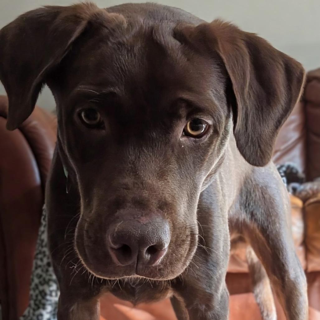 Fisher, Adoptable, Young Male Labrador Retriever & Mixed Breed.