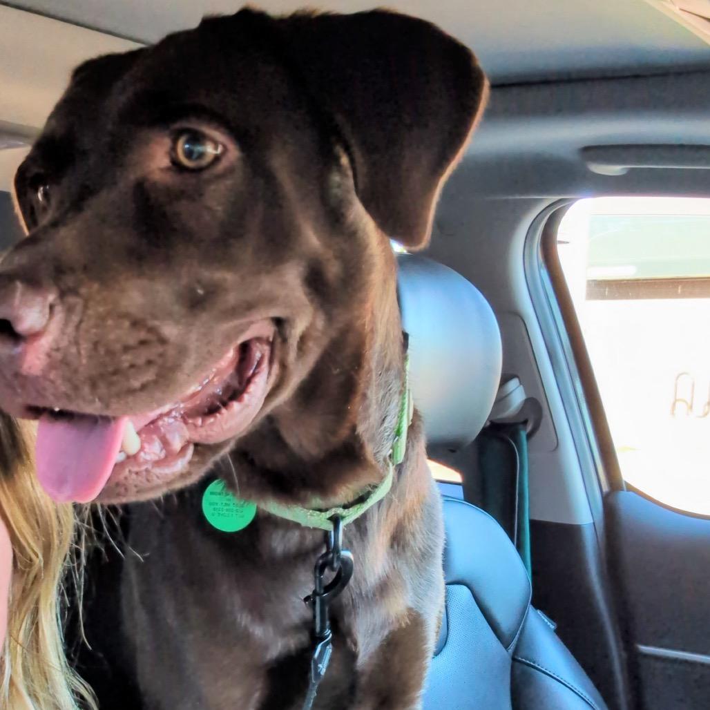 Enlarge Fisher, a Adoptable mixed breed in Buffalo, MN image 2/6
