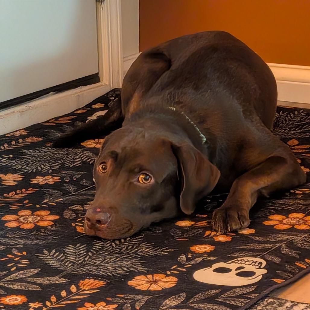 Enlarge Fisher, a Adoptable mixed breed in Buffalo, MN image 3/6